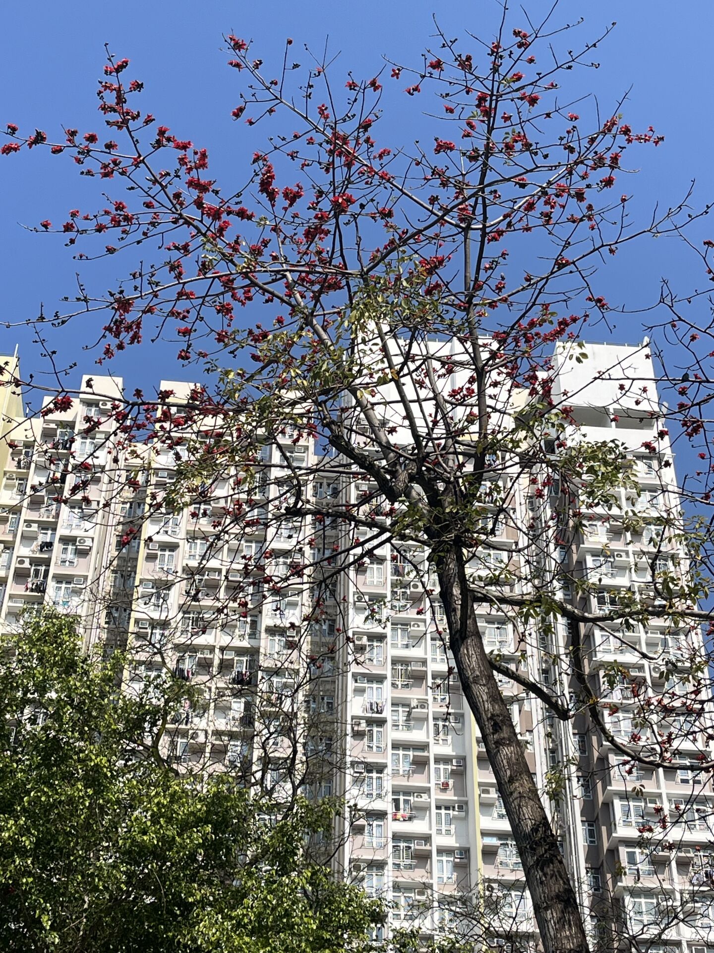 https://www.fa.gov.hk/木棉