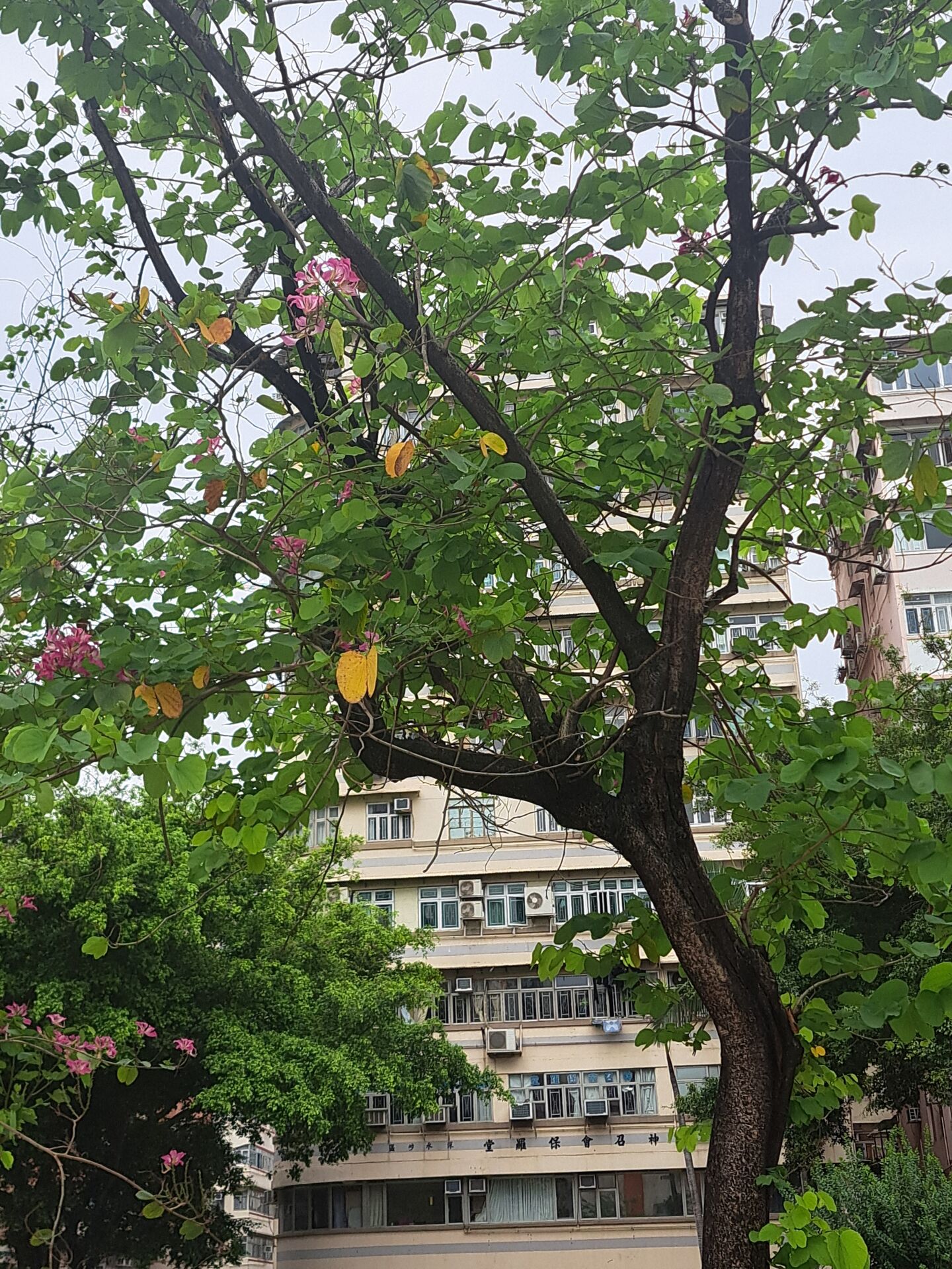 https://www.fa.gov.hk/洋紫荊