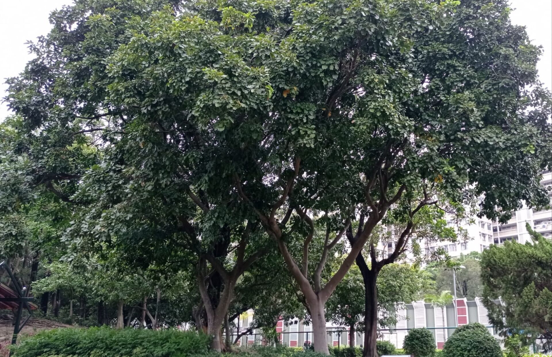 https://www.fa.gov.hk/水黃皮