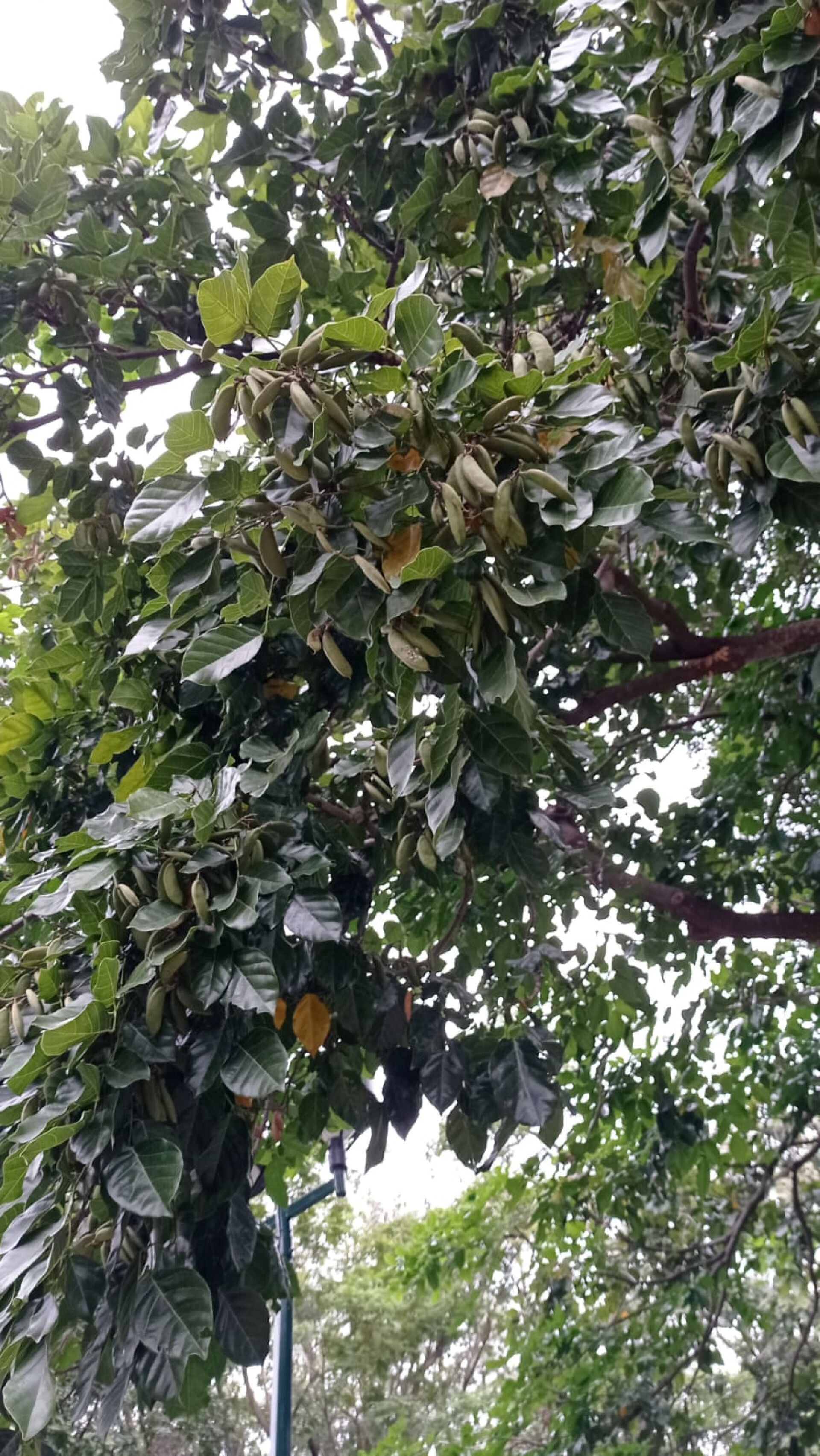 https://www.fa.gov.hk/水黃皮