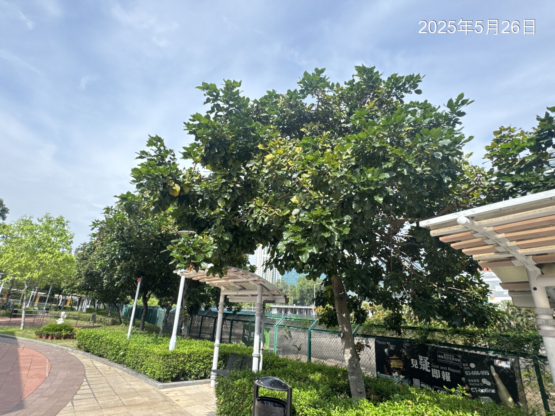 https://www.fa.gov.hk/Pongamia pinnata
