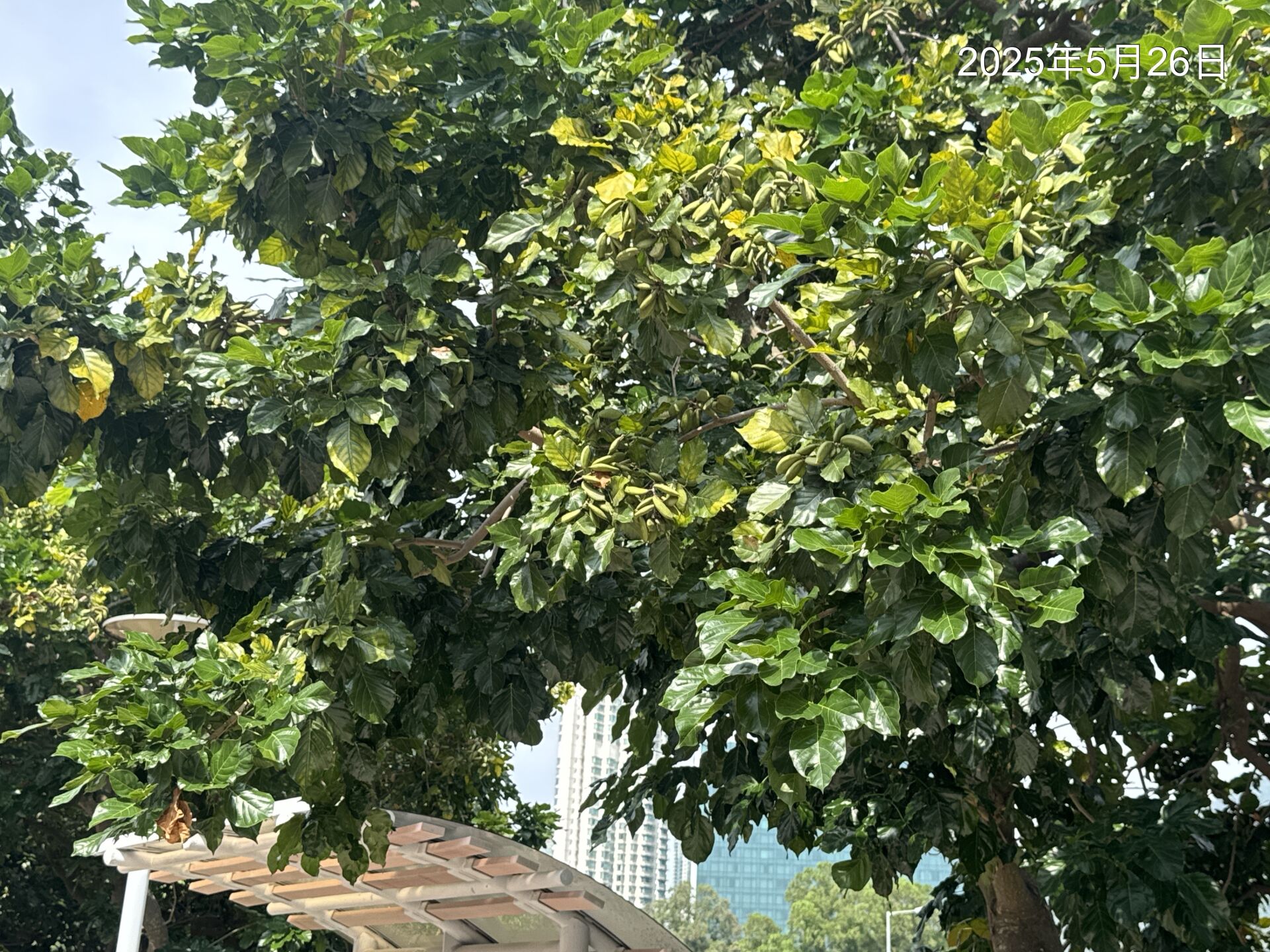 https://www.fa.gov.hk/Pongamia pinnata