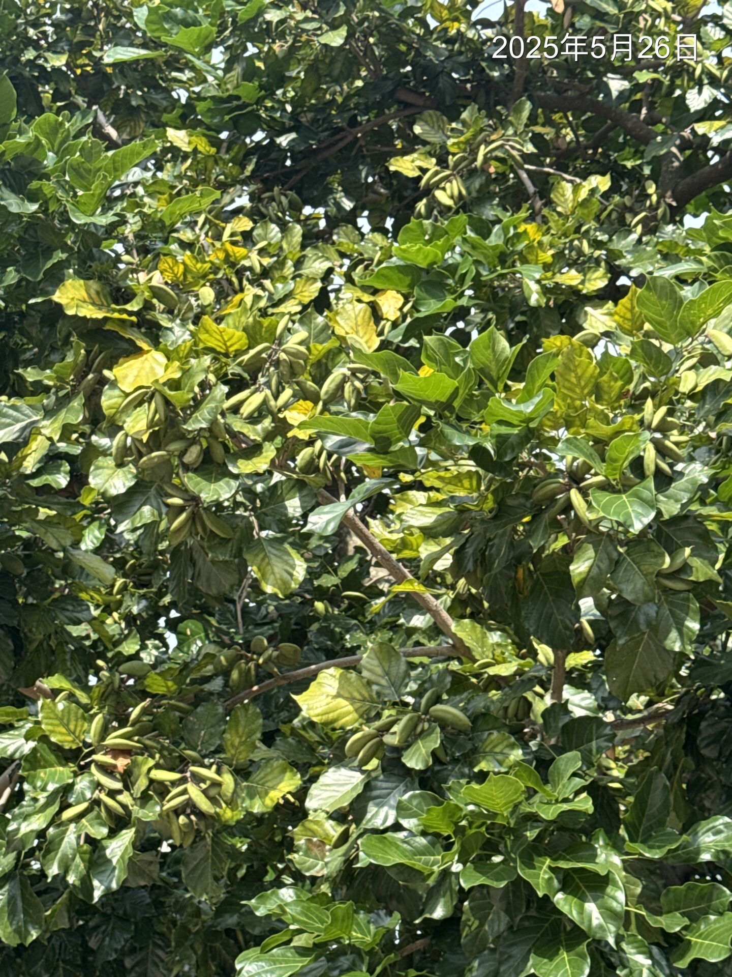 https://www.fa.gov.hk/Pongamia pinnata