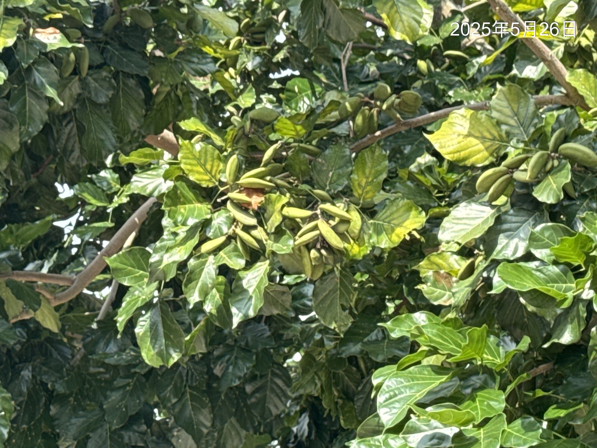 https://www.fa.gov.hk/Pongamia pinnata
