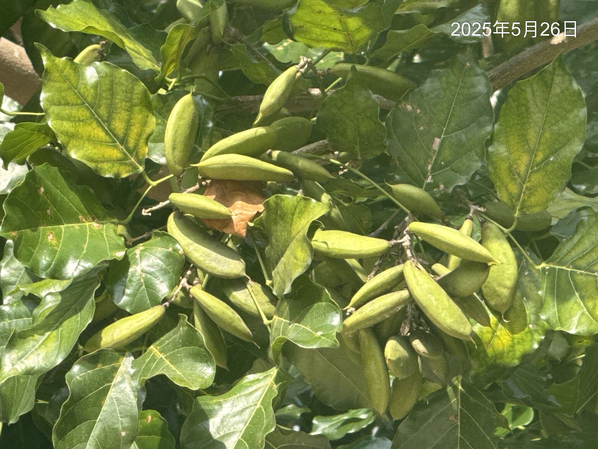 https://www.fa.gov.hk/Pongamia pinnata