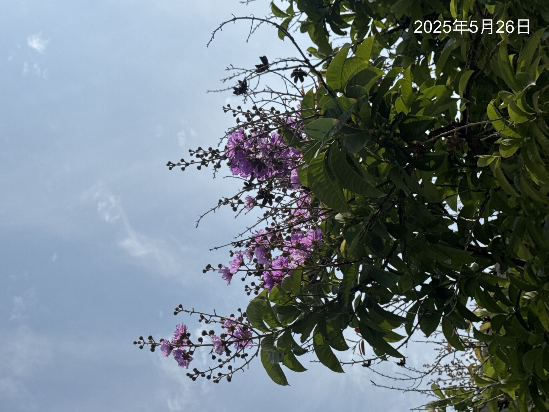 https://www.fa.gov.hk/Lagerstroemia speciosa