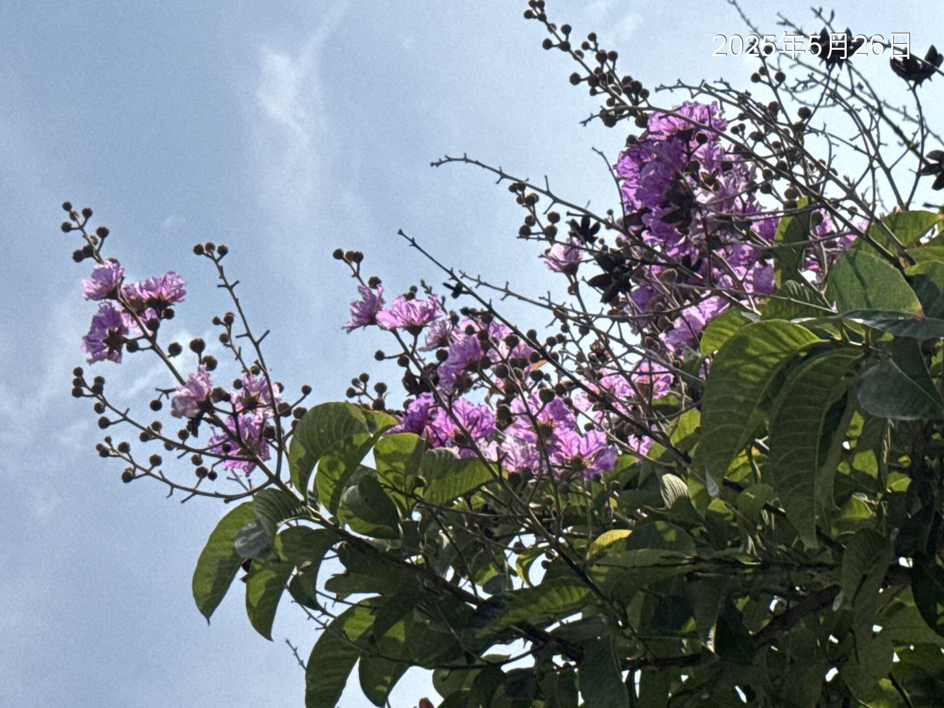 https://www.fa.gov.hk/Lagerstroemia speciosa