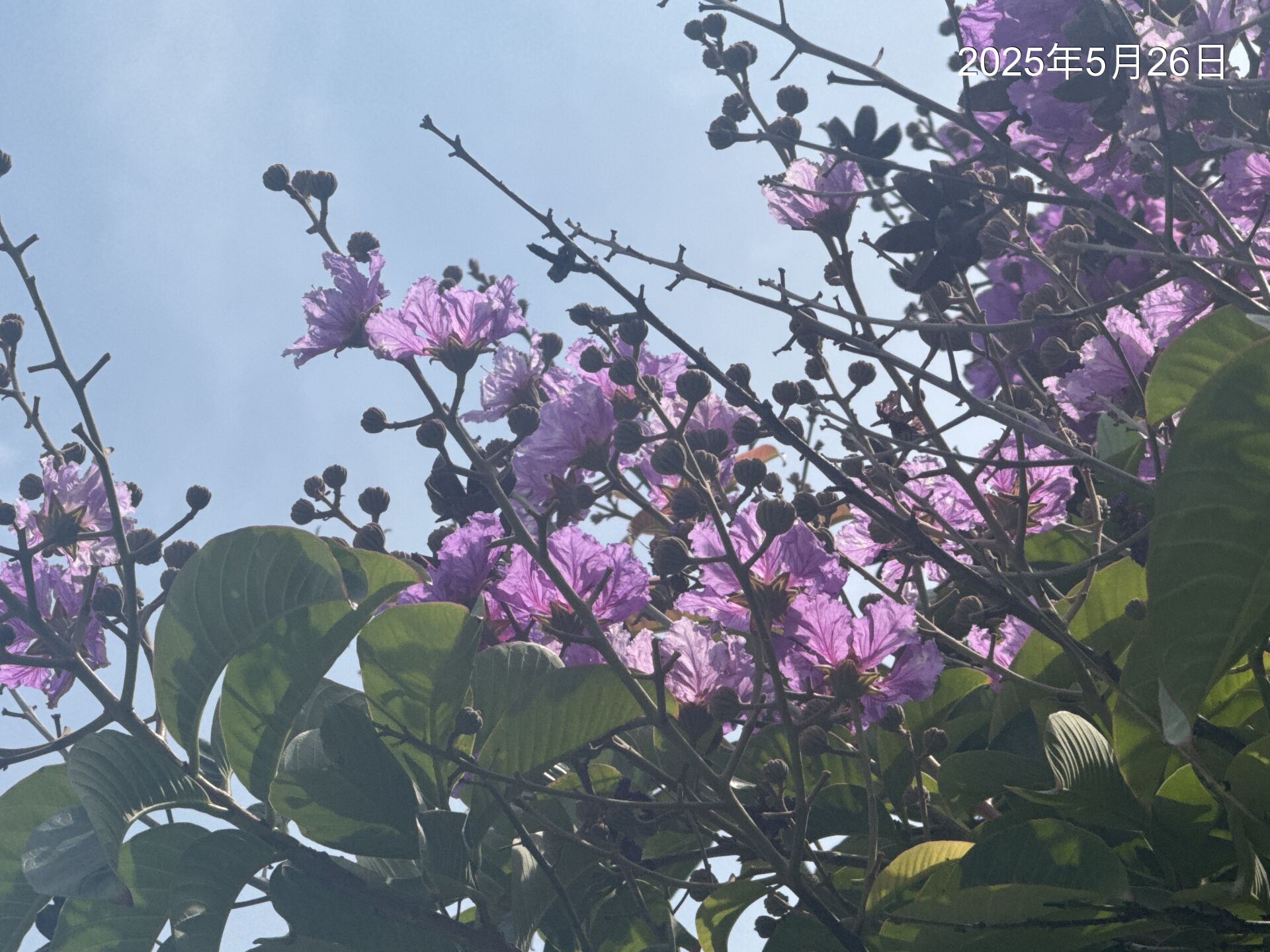 https://www.fa.gov.hk/Lagerstroemia speciosa
