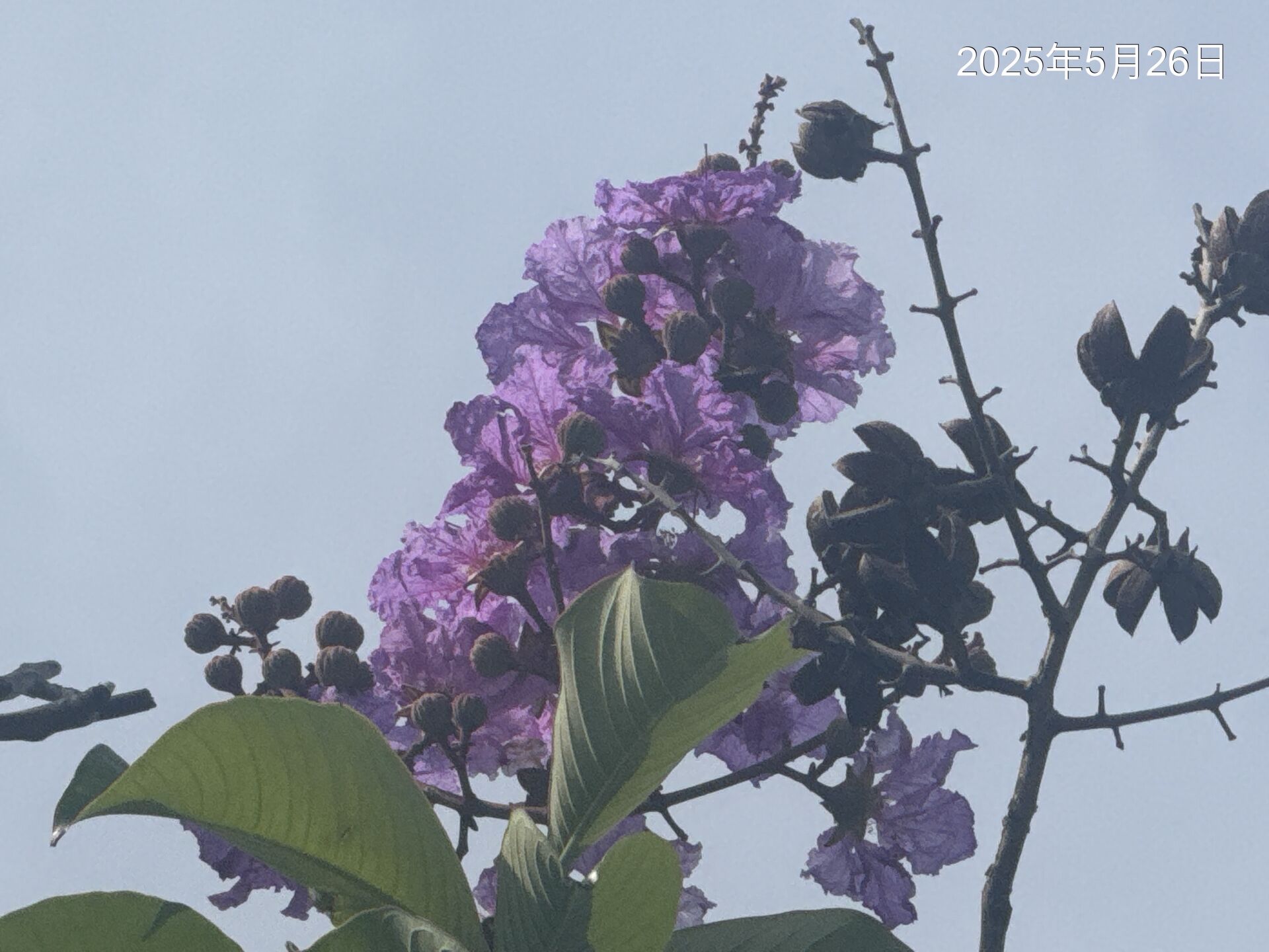 https://www.fa.gov.hk/Lagerstroemia speciosa