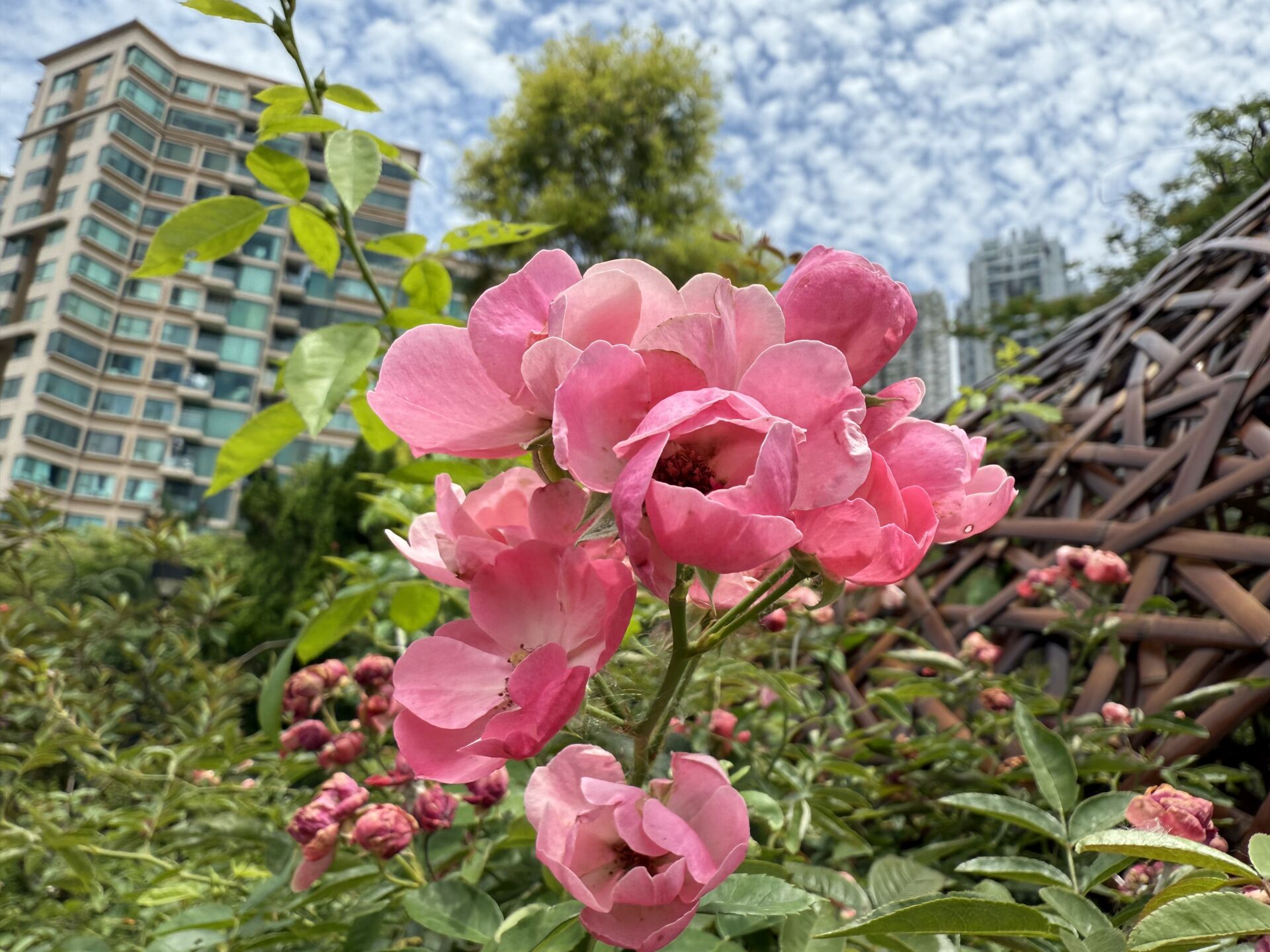 https://www.fa.gov.hk/爬藤玫瑰