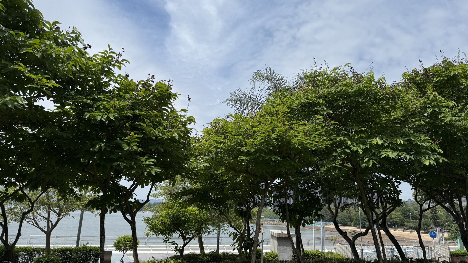https://www.fa.gov.hk/大花紫薇