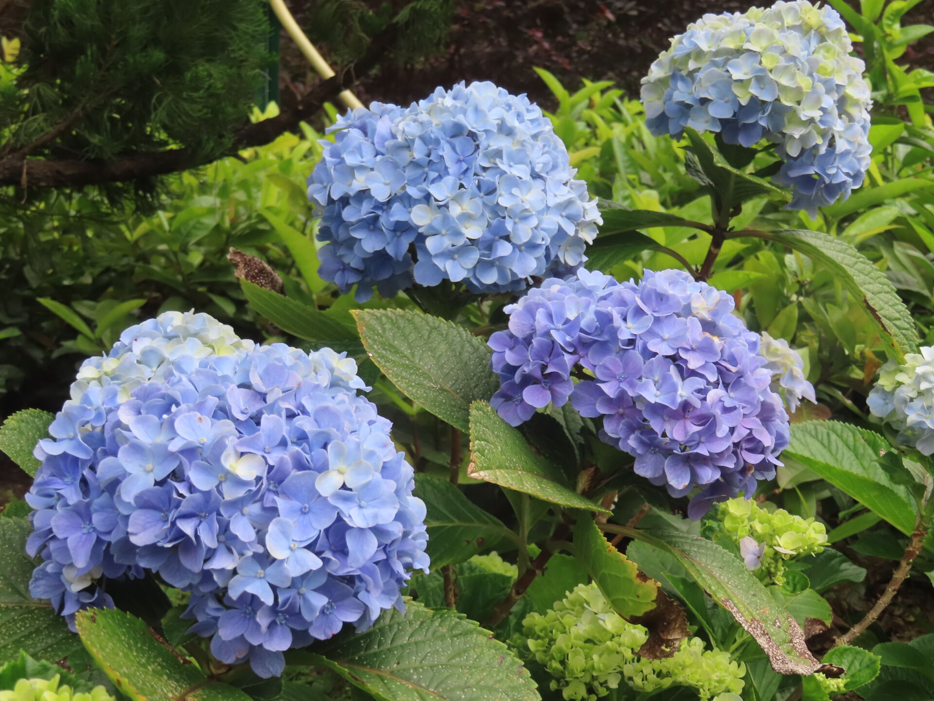 https://www.fa.gov.hk/繡球花