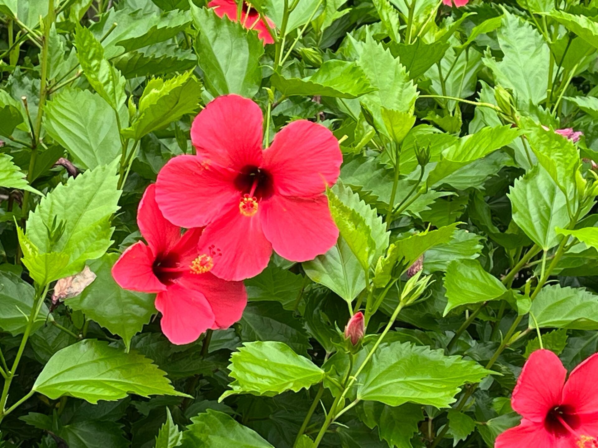 https://www.fa.gov.hk/朱槿(扶桑、大紅花)
