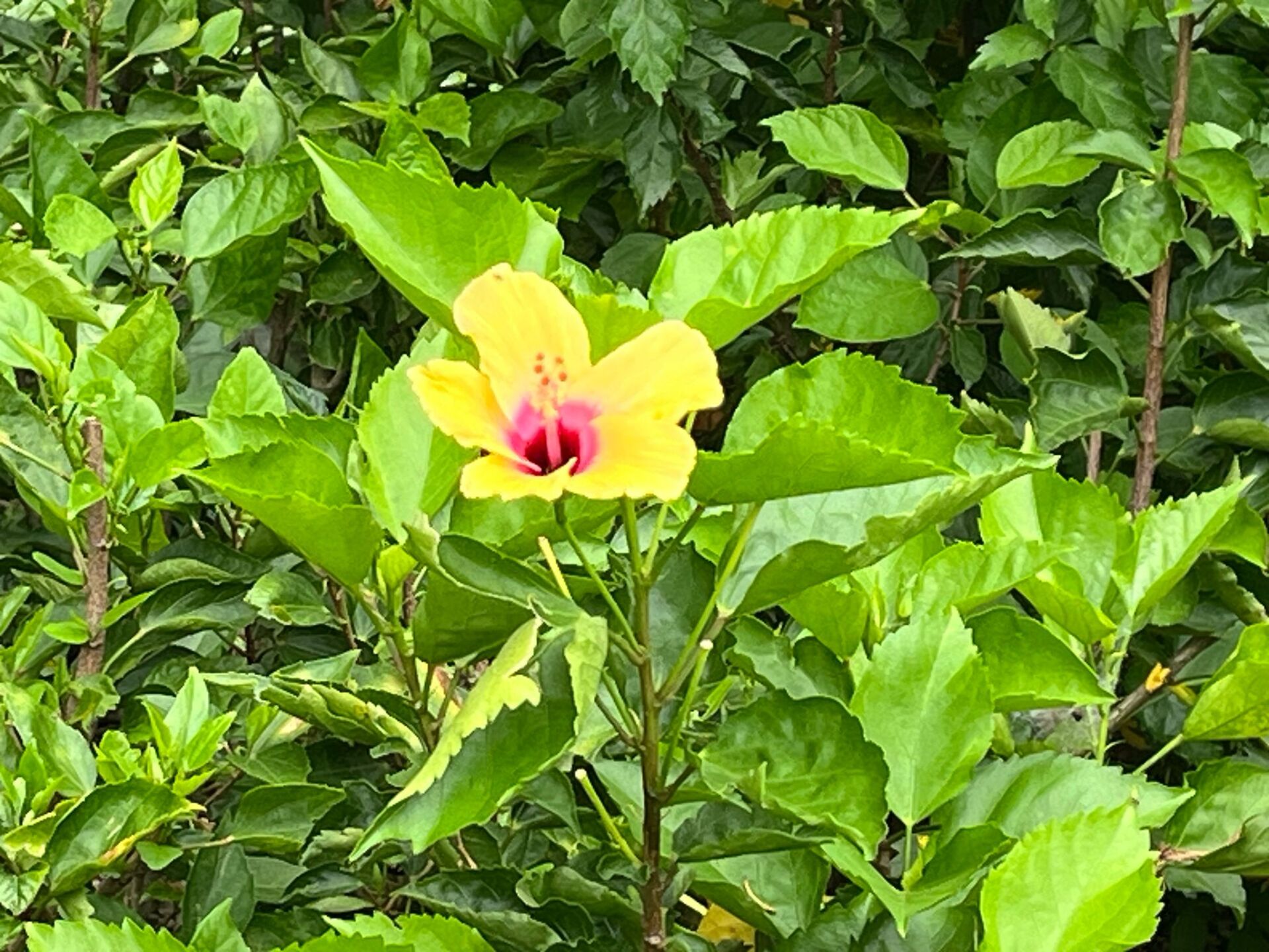 https://www.fa.gov.hk/朱槿(扶桑、大紅花)
