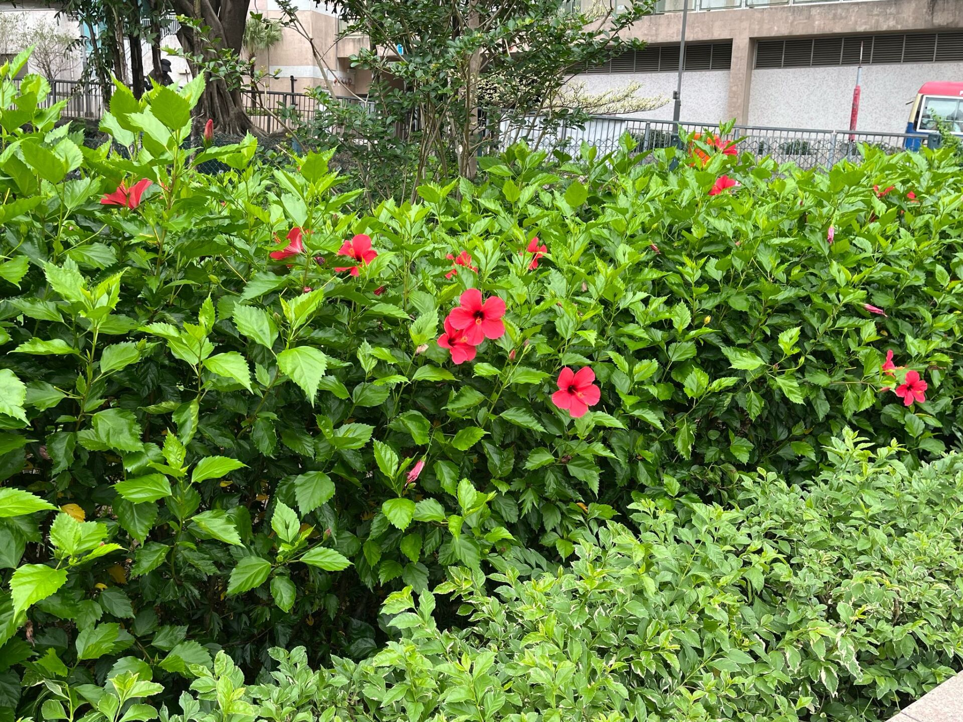 https://www.fa.gov.hk/朱槿(扶桑、大紅花)