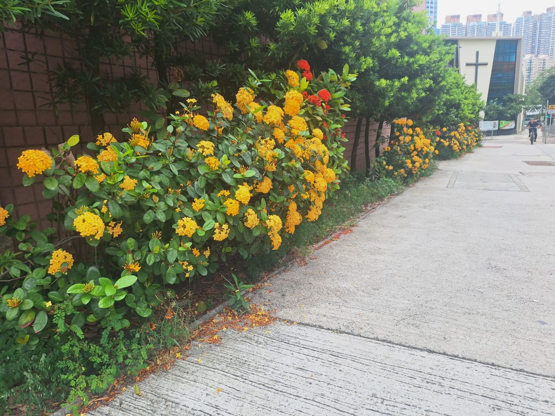 https://www.fa.gov.hk/龍船花