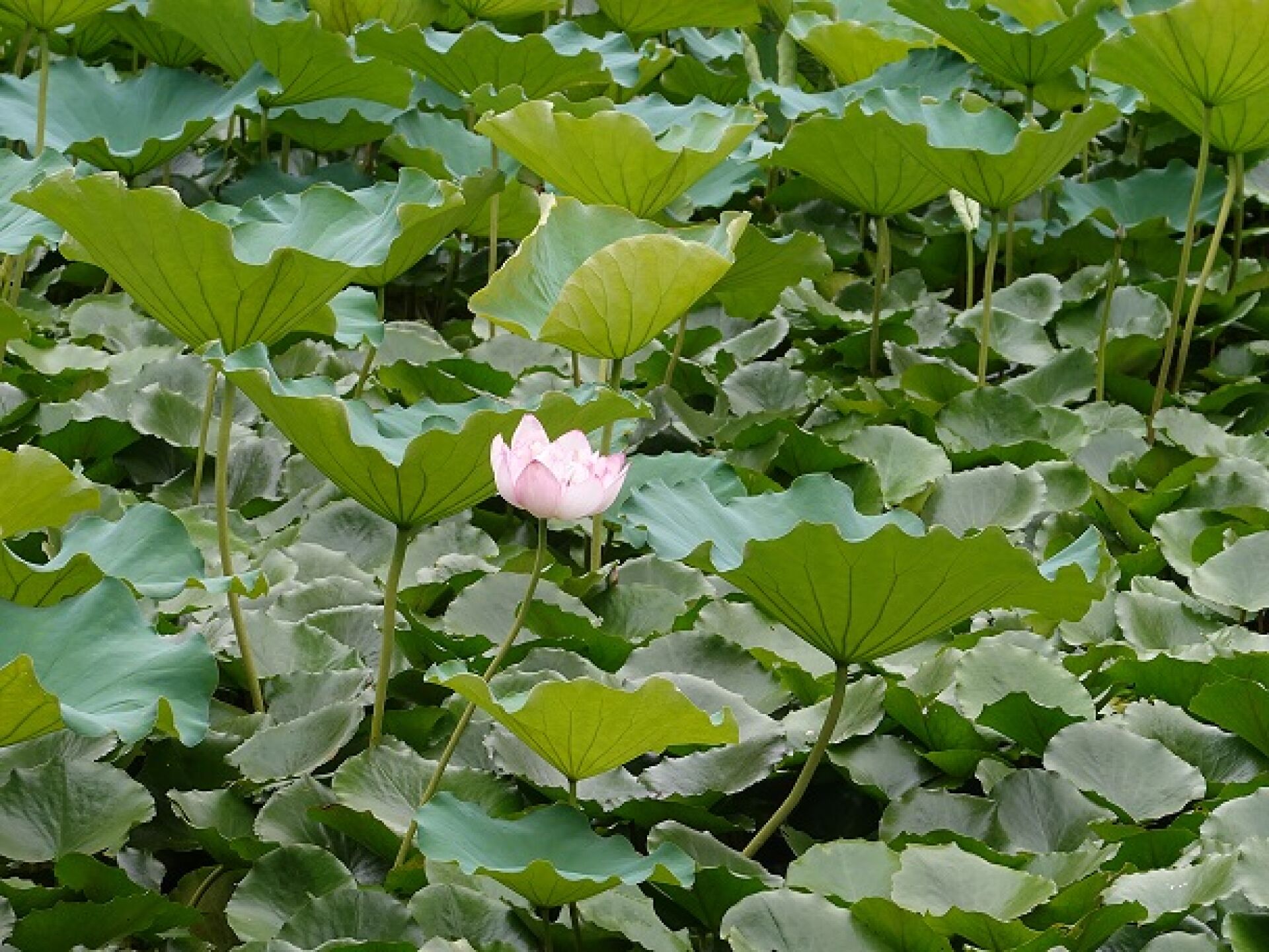 https://www.fa.gov.hk/荷花