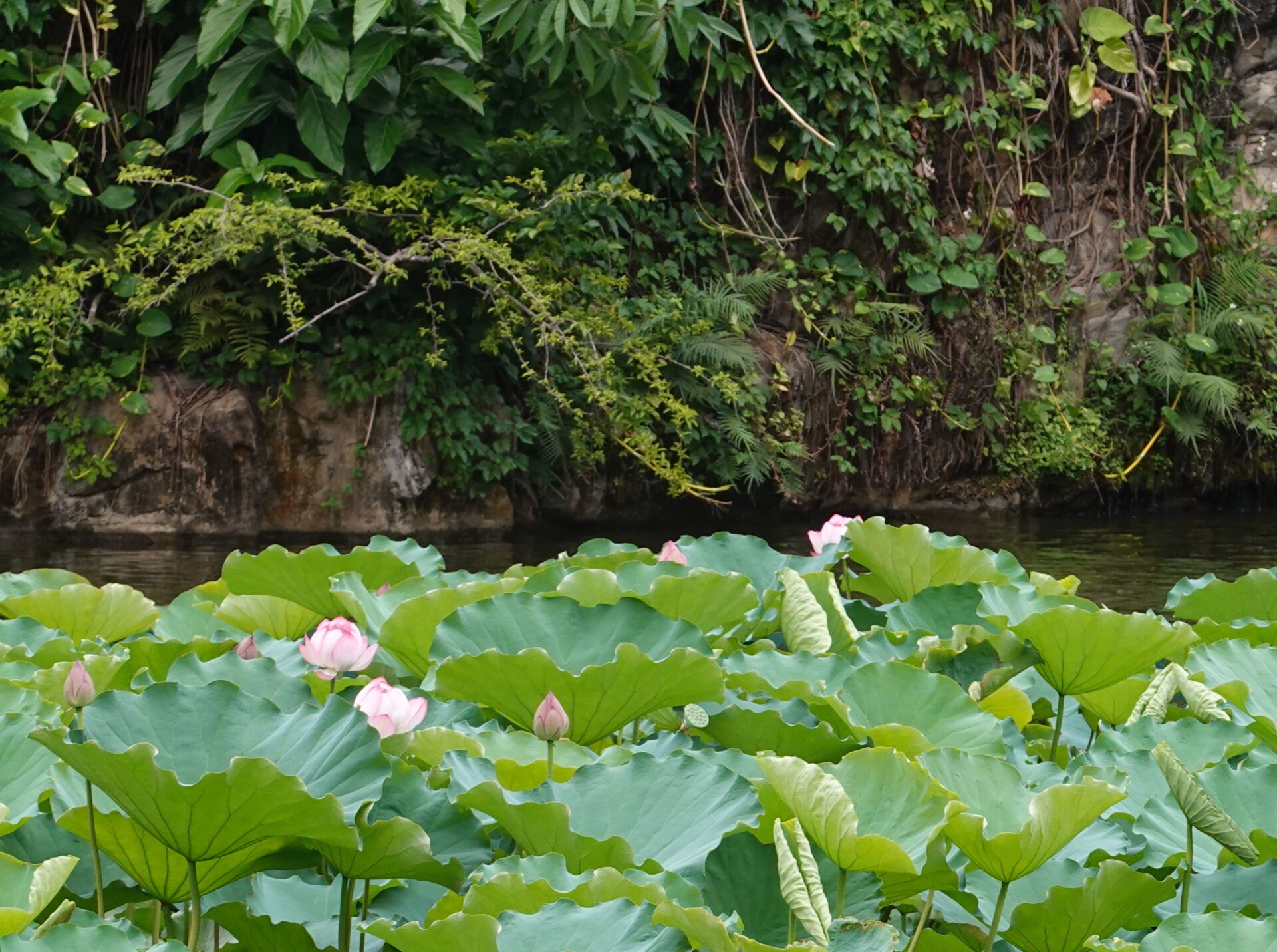 https://www.fa.gov.hk/荷花