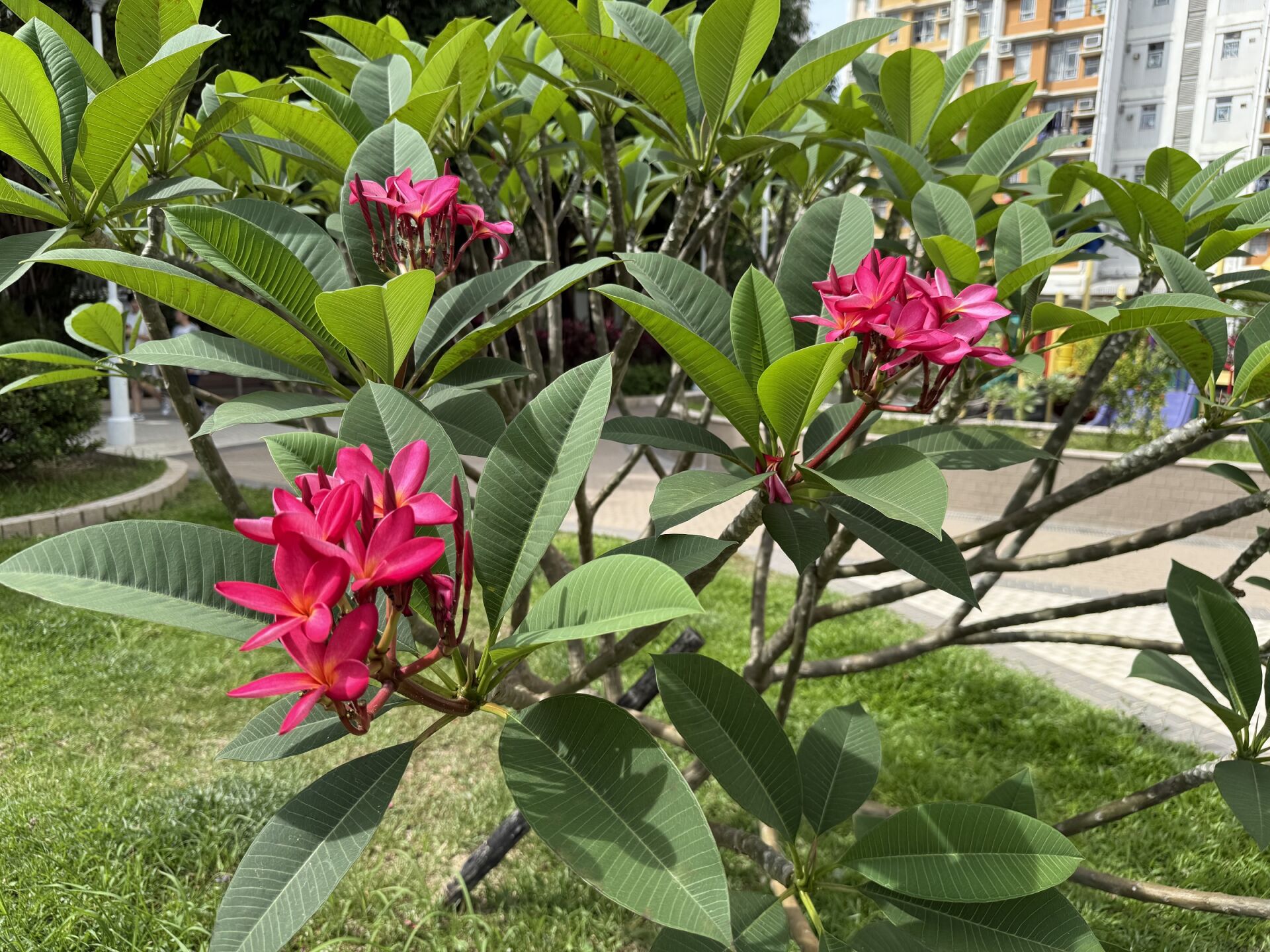 https://www.fa.gov.hk/紅雞蛋花