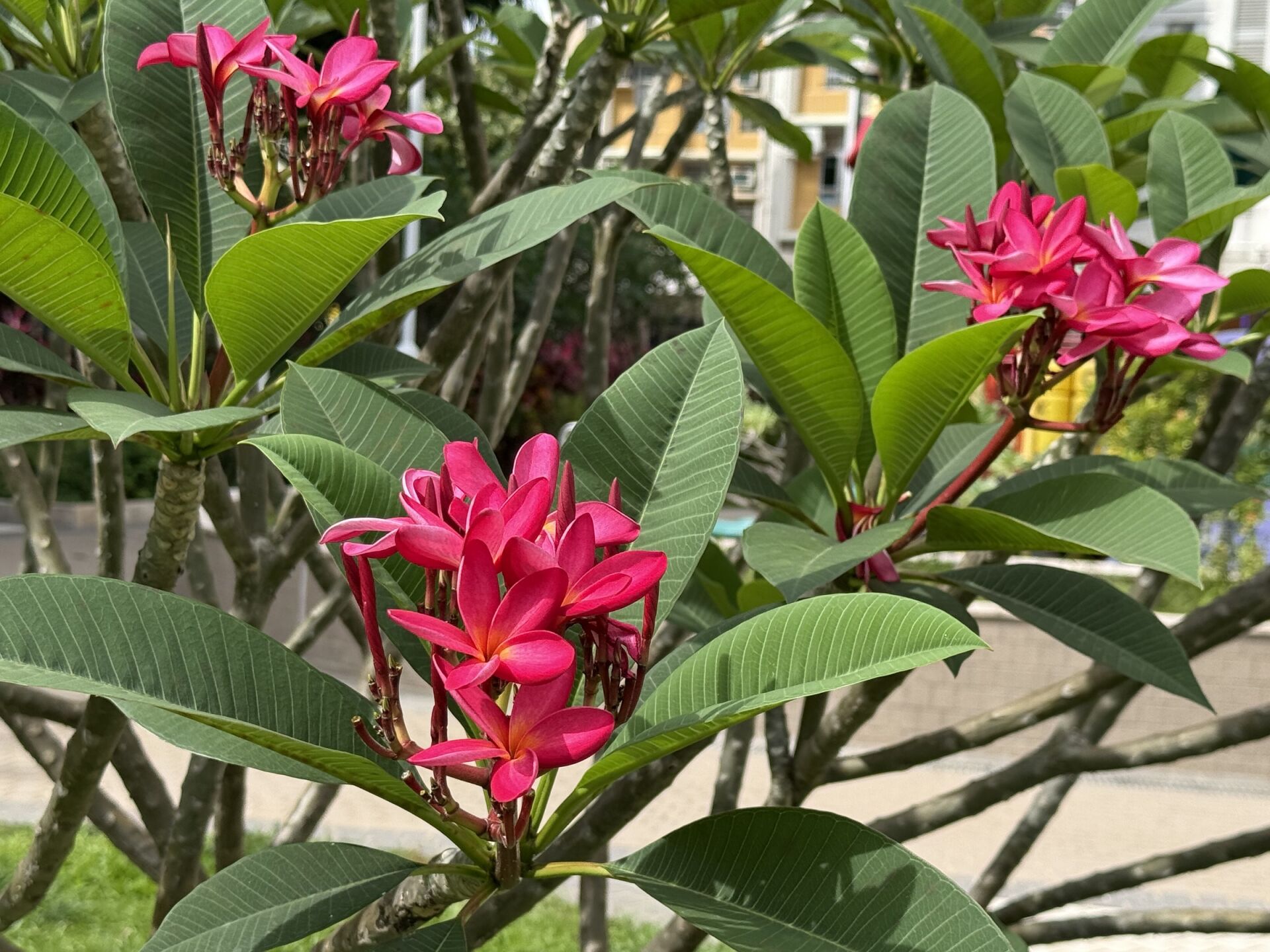 https://www.fa.gov.hk/紅雞蛋花