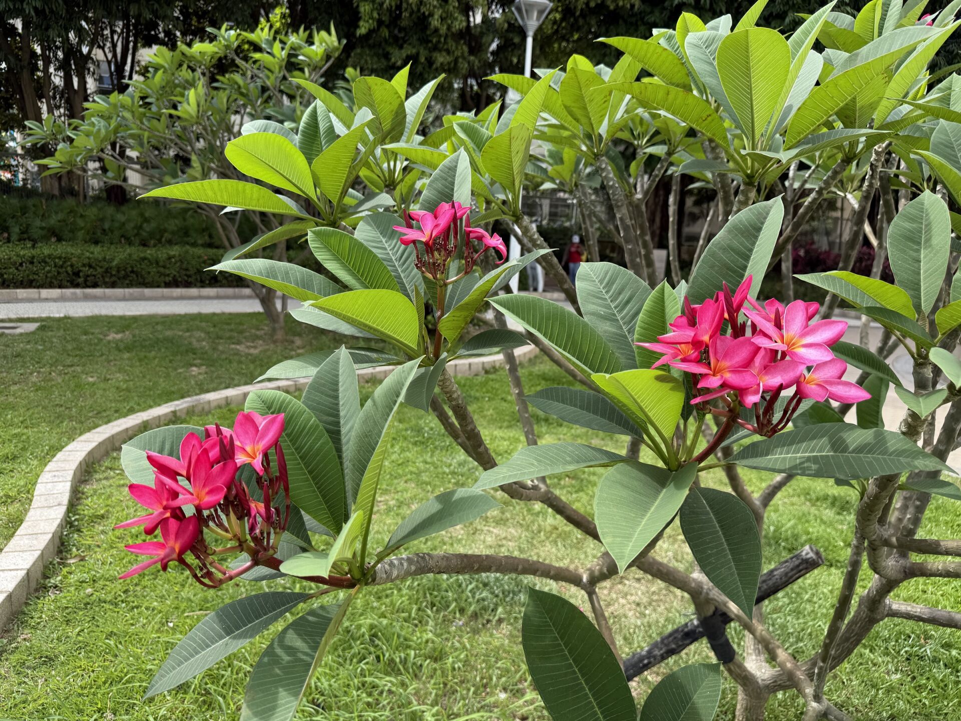 https://www.fa.gov.hk/紅雞蛋花