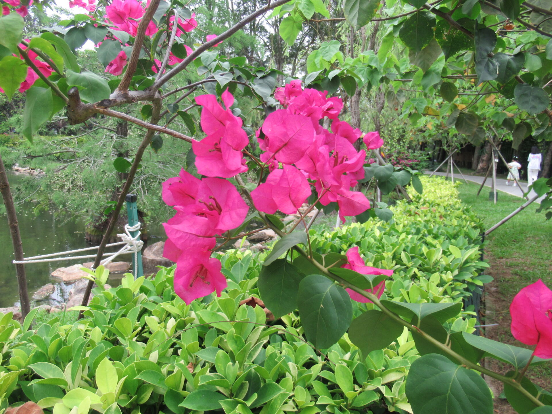 https://www.fa.gov.hk/葉子花(簕杜鵑)