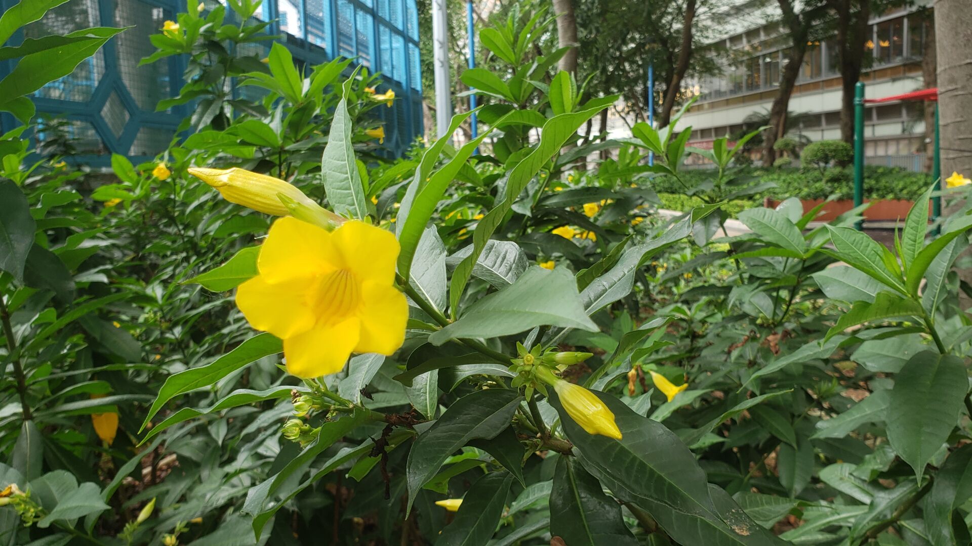https://www.fa.gov.hk/黃蟬(硬枝黃蟬)