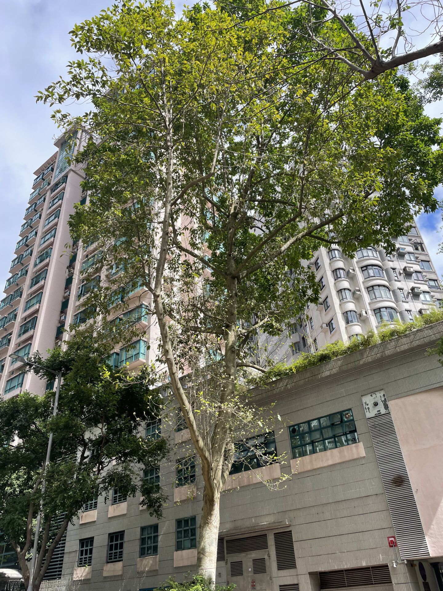 https://www.fa.gov.hk/白蘭