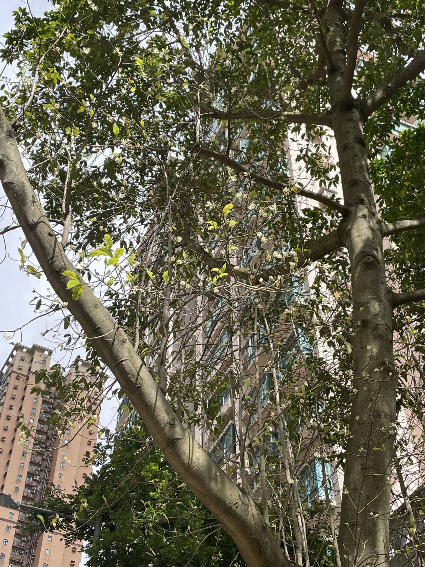 https://www.fa.gov.hk/白蘭