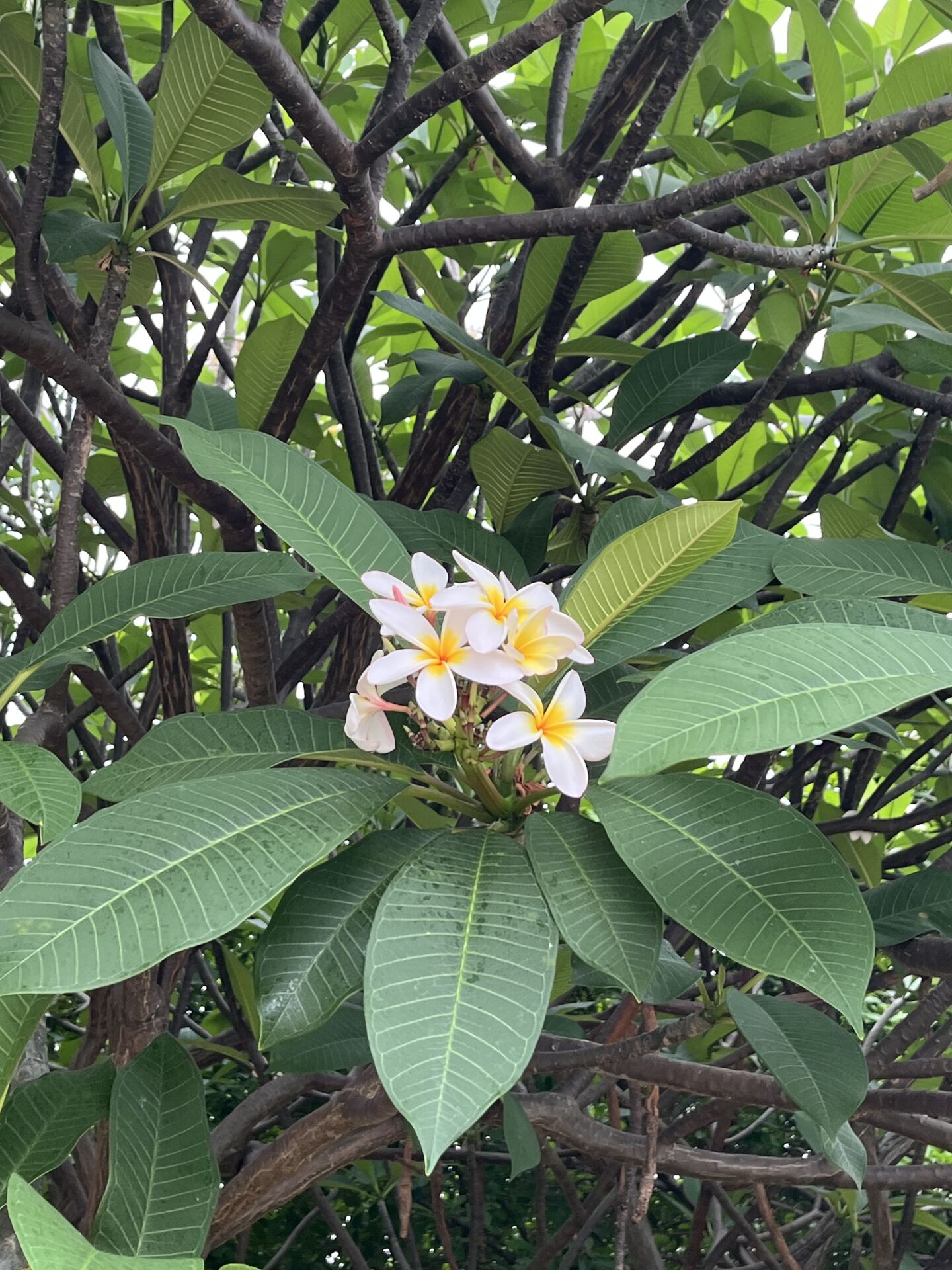 https://www.fa.gov.hk/雞蛋花