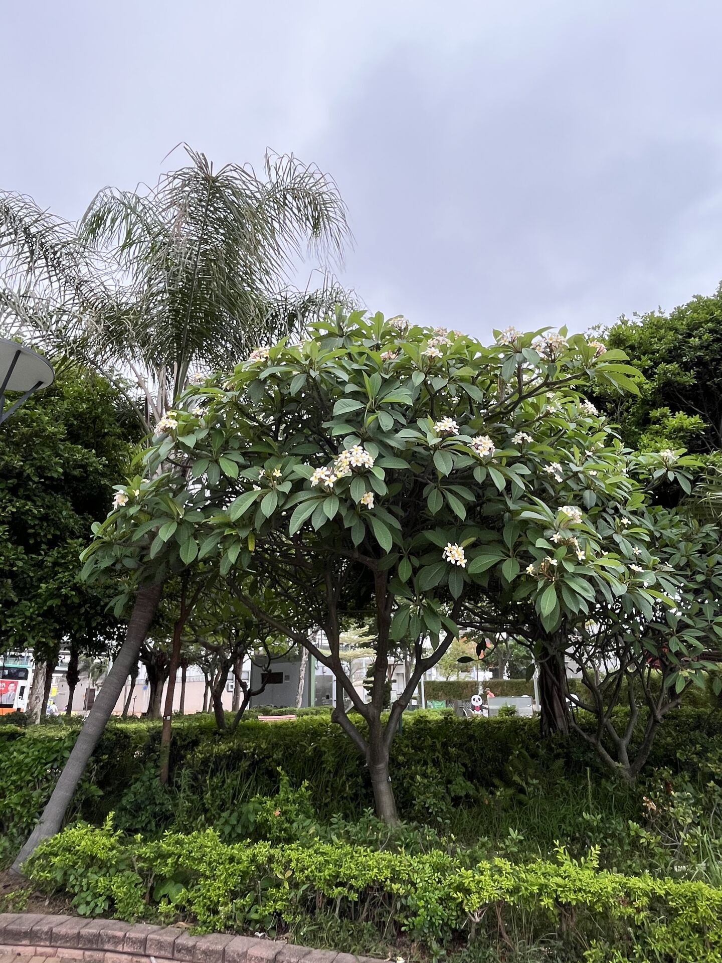 https://www.fa.gov.hk/雞蛋花