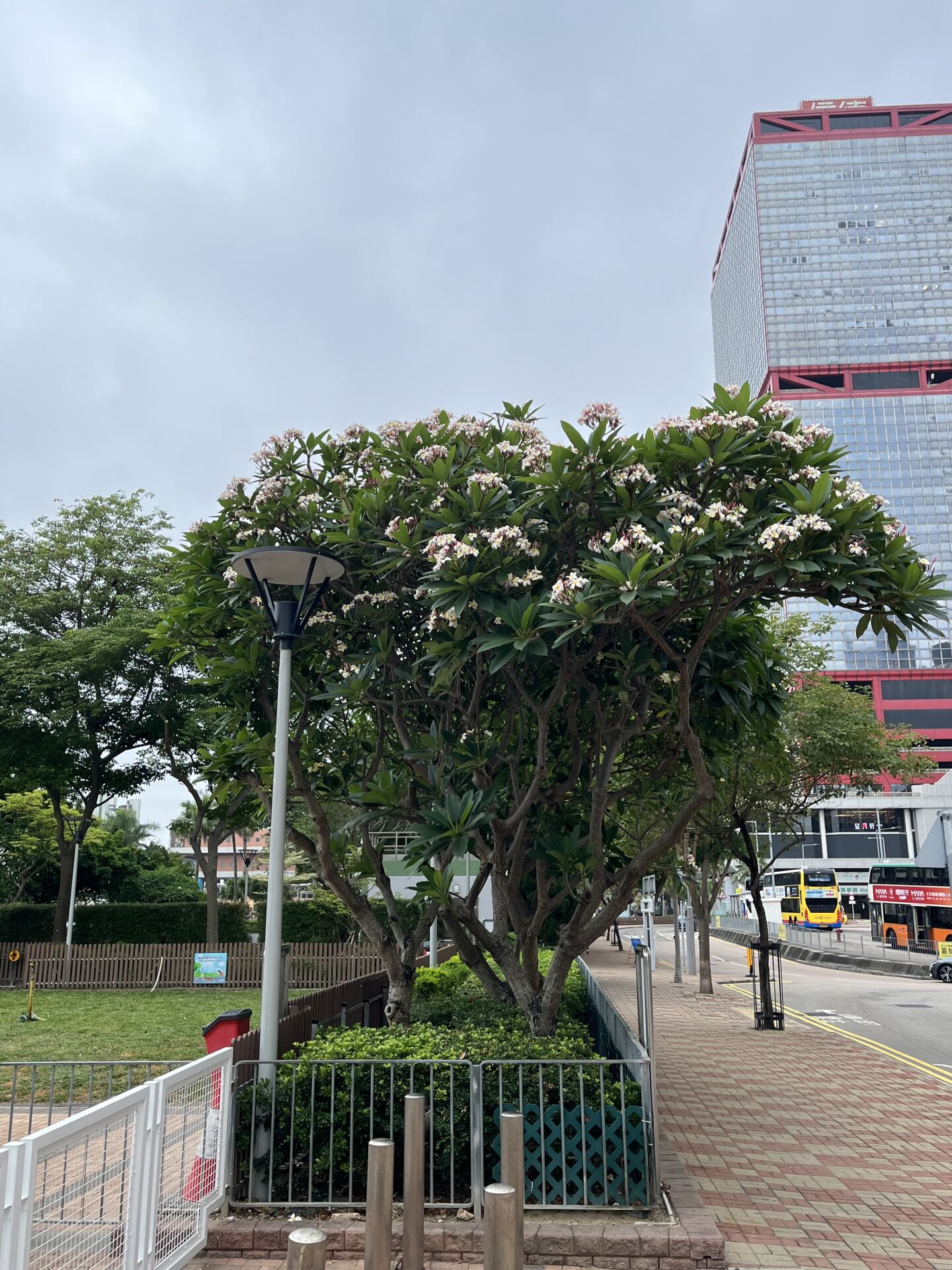 https://www.fa.gov.hk/雞蛋花
