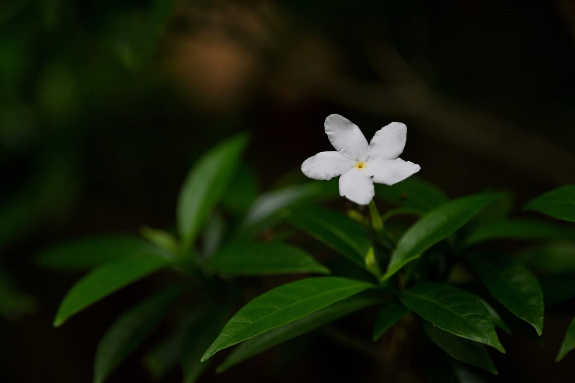 https://www.fa.gov.hk/珍珠狗牙花