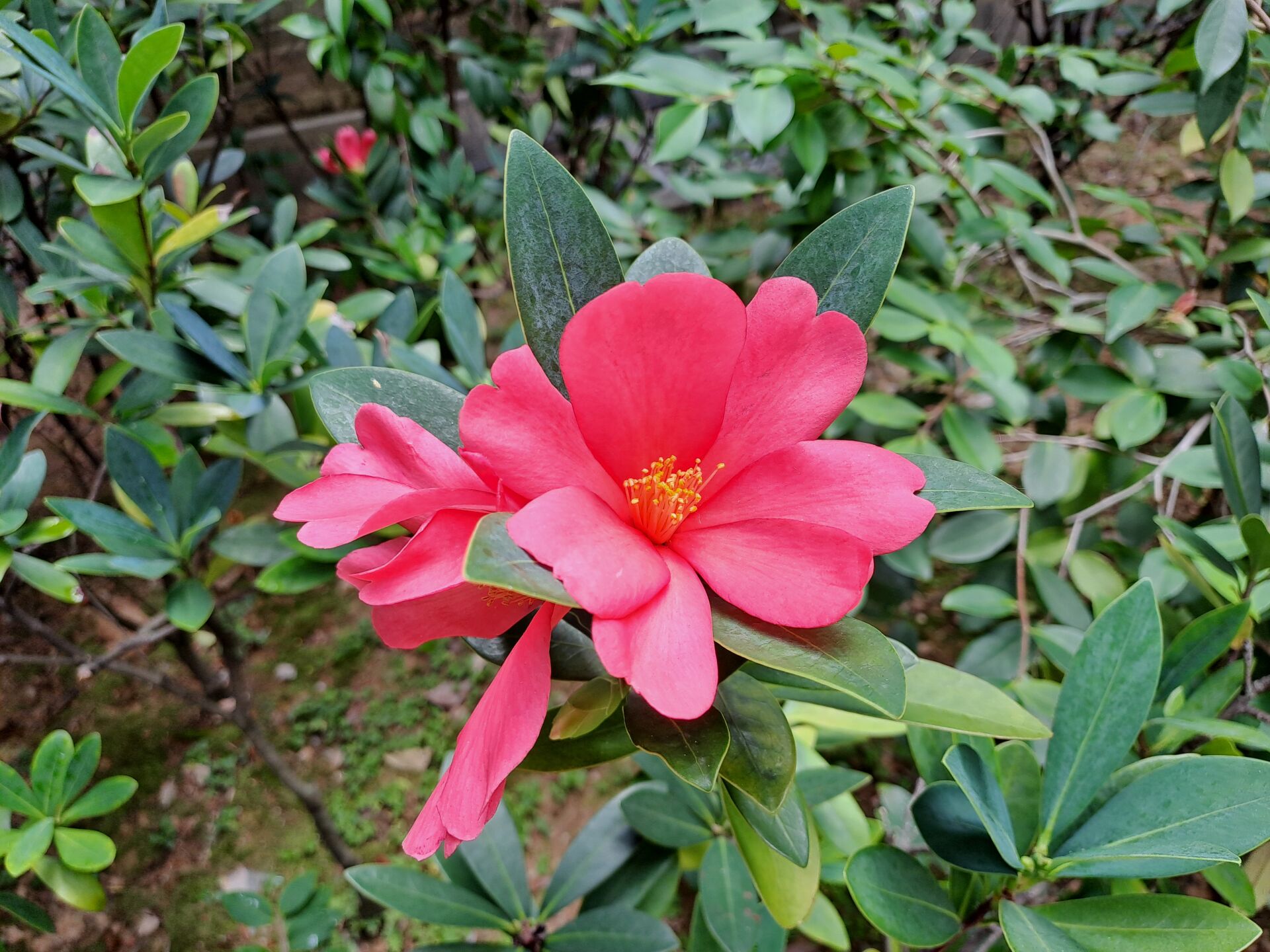 https://www.fa.gov.hk/杜鵑紅山茶