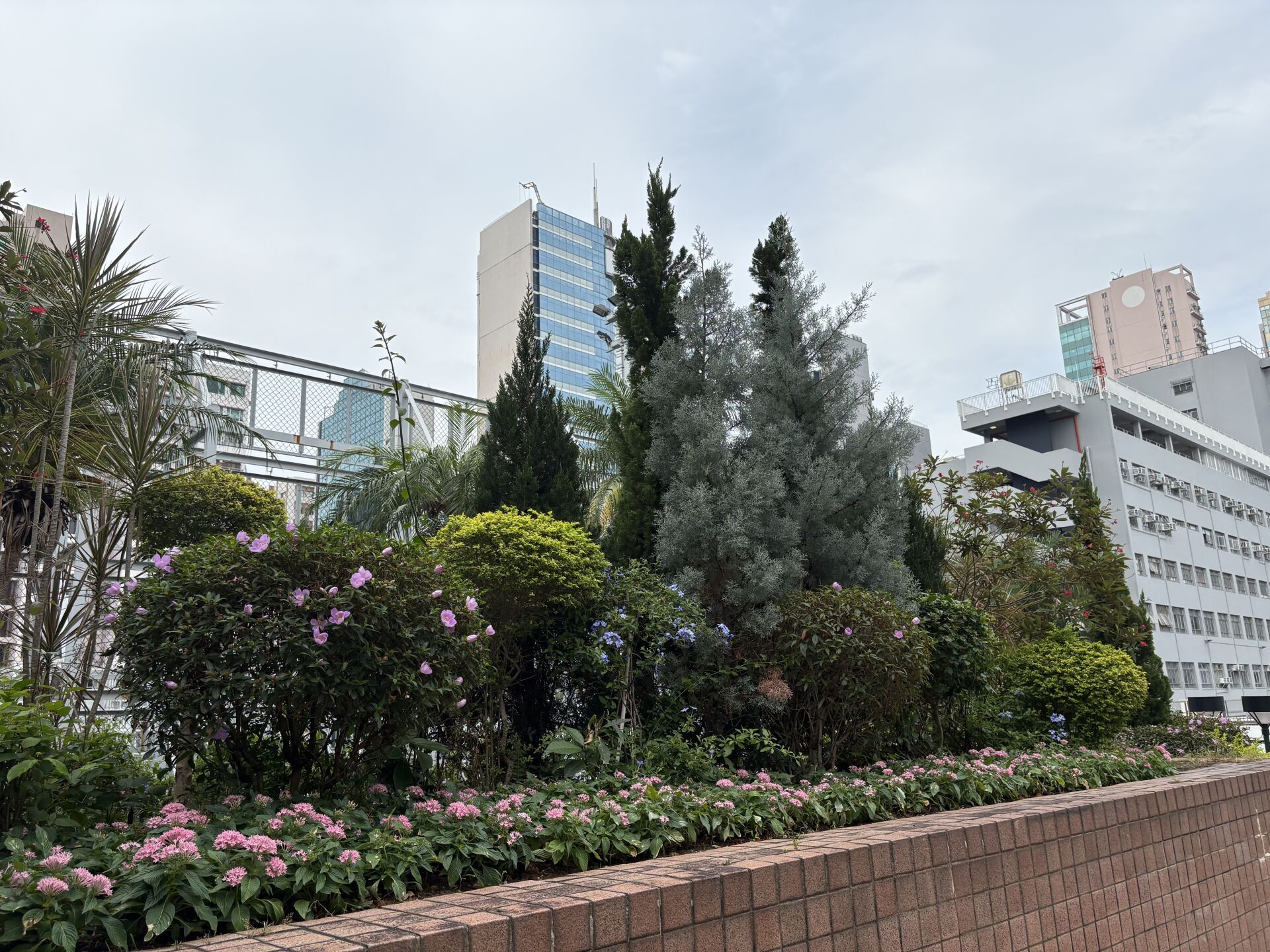 https://www.fa.gov.hk/五星花