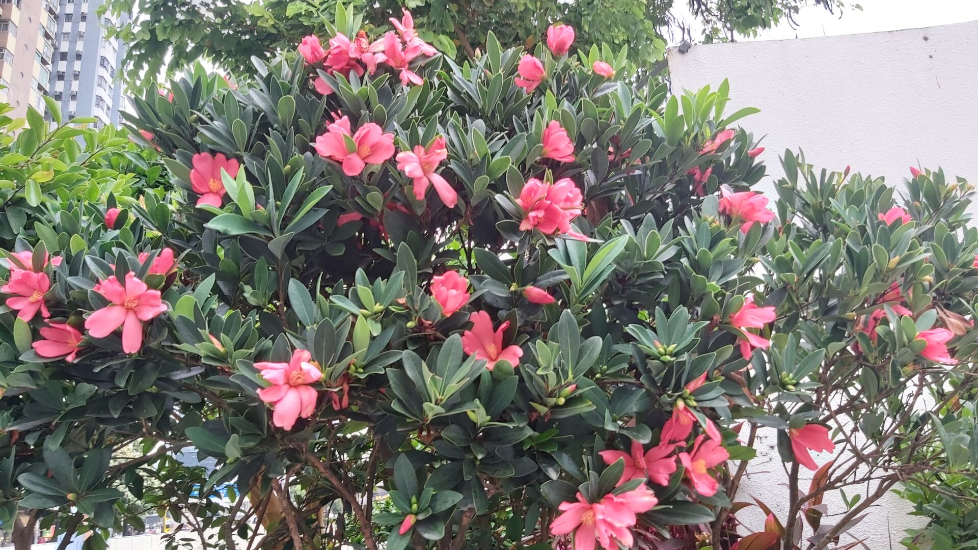 https://www.fa.gov.hk/杜鵑紅山茶