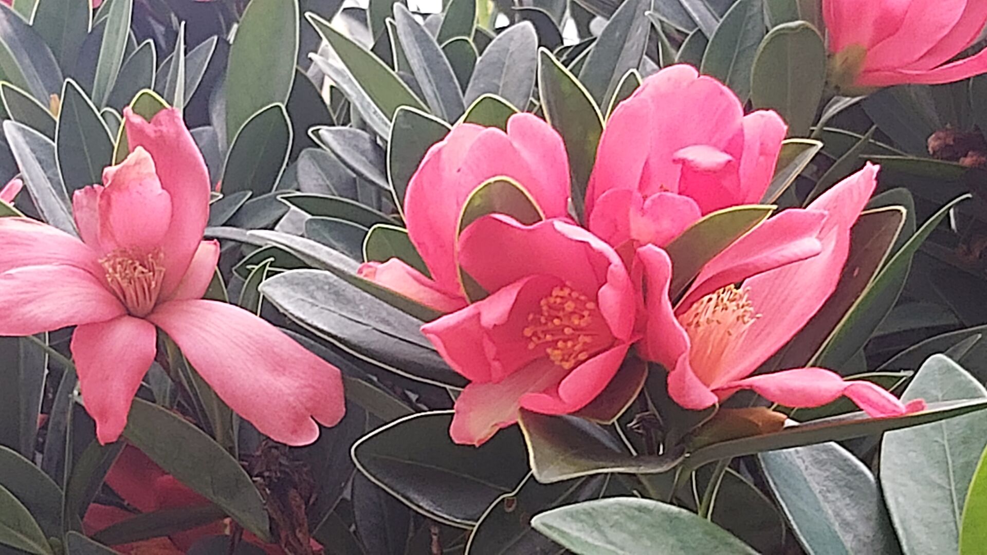 https://www.fa.gov.hk/杜鵑紅山茶