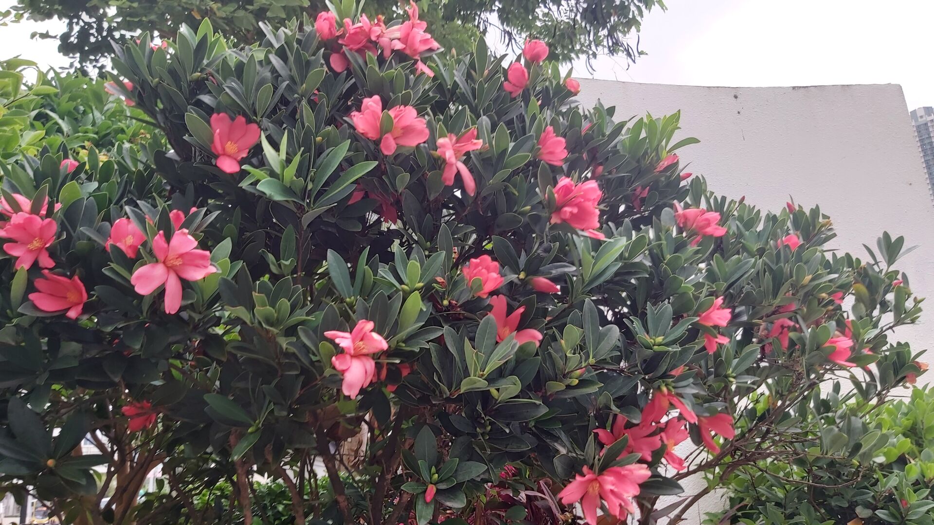 https://www.fa.gov.hk/杜鵑紅山茶