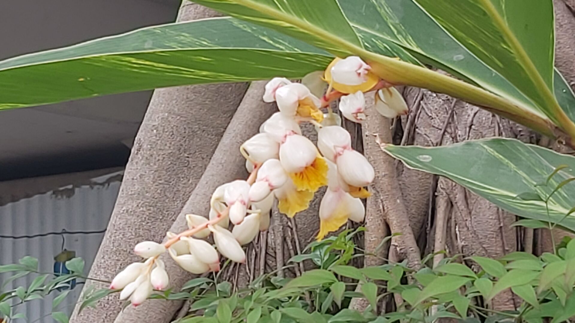 https://www.fa.gov.hk/花葉艷山薑