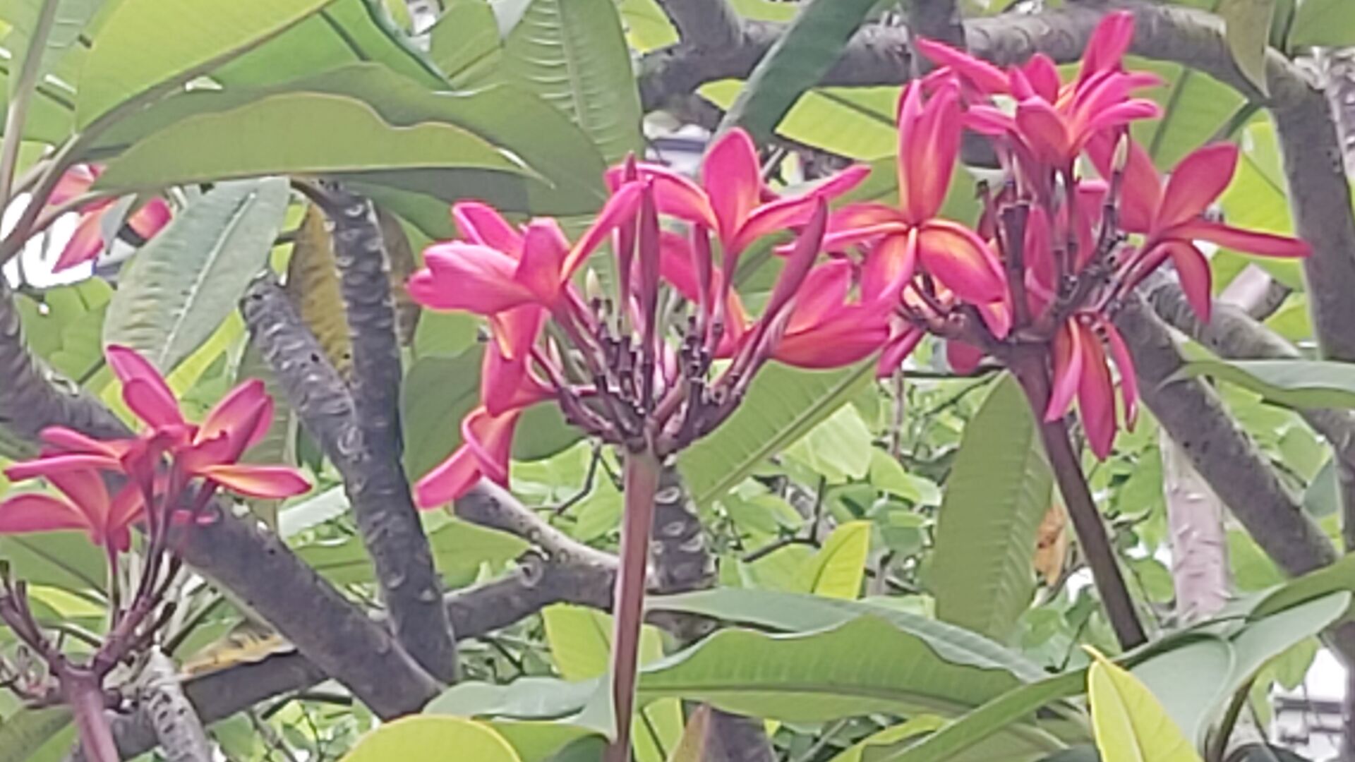 https://www.fa.gov.hk/紅雞蛋花