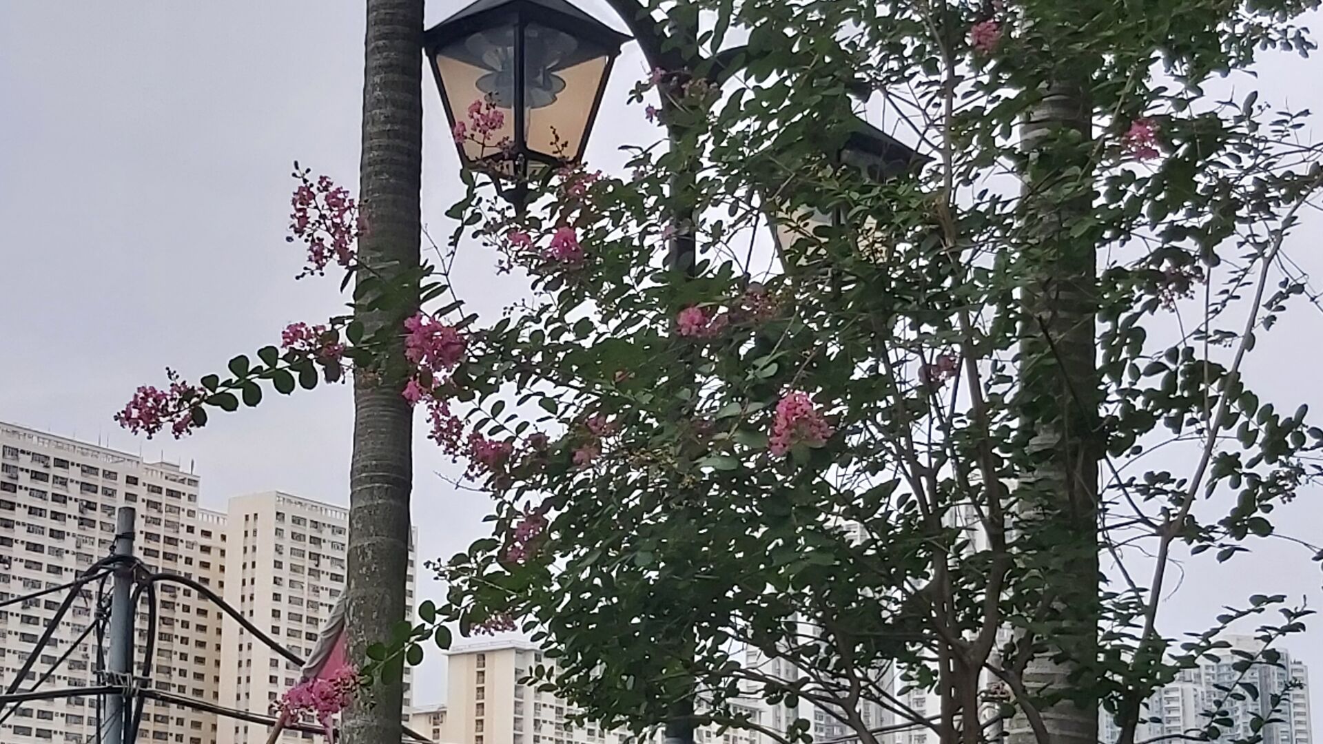 https://www.fa.gov.hk/紫薇