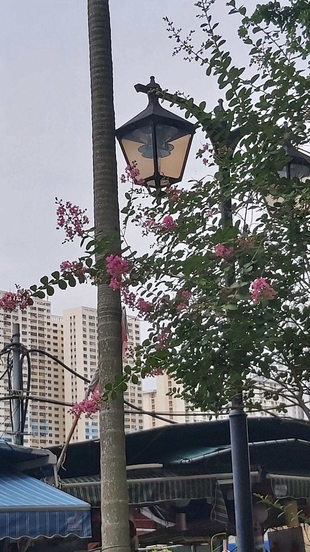https://www.fa.gov.hk/紫薇
