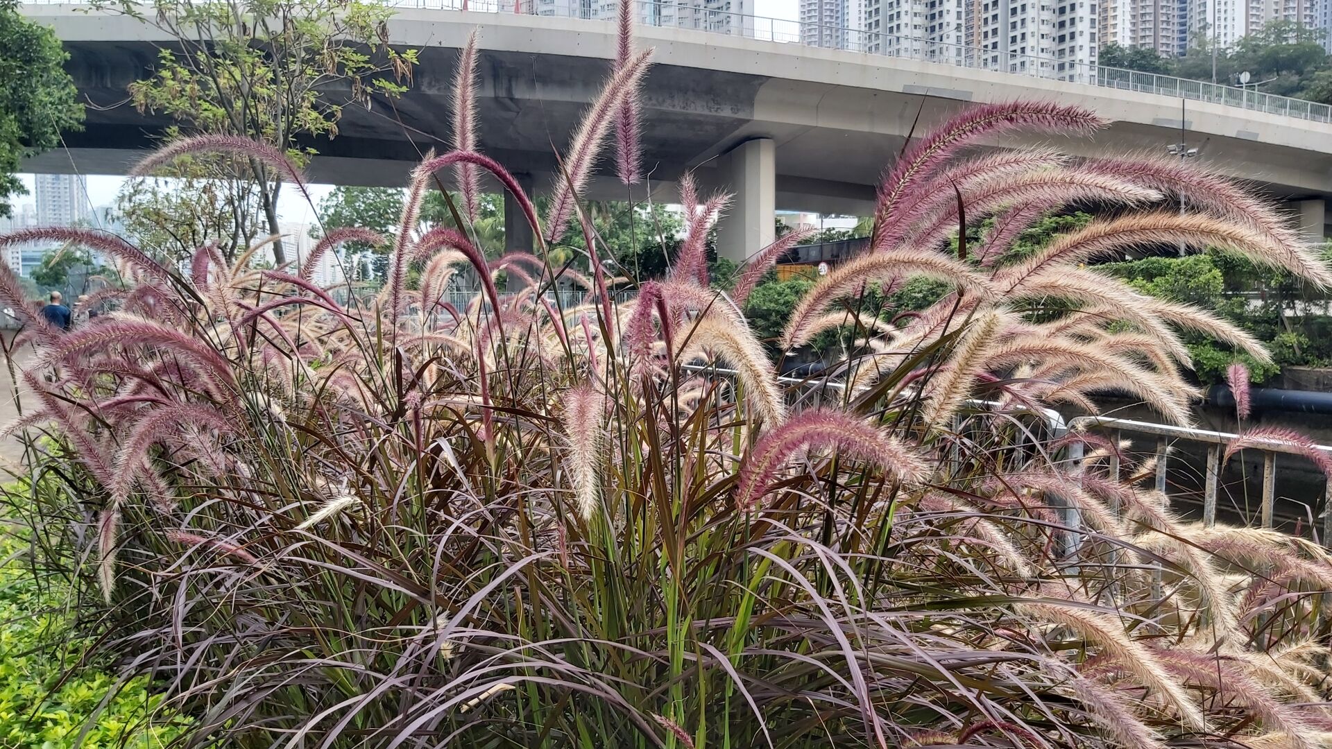 https://www.fa.gov.hk/紫葉狼尾草