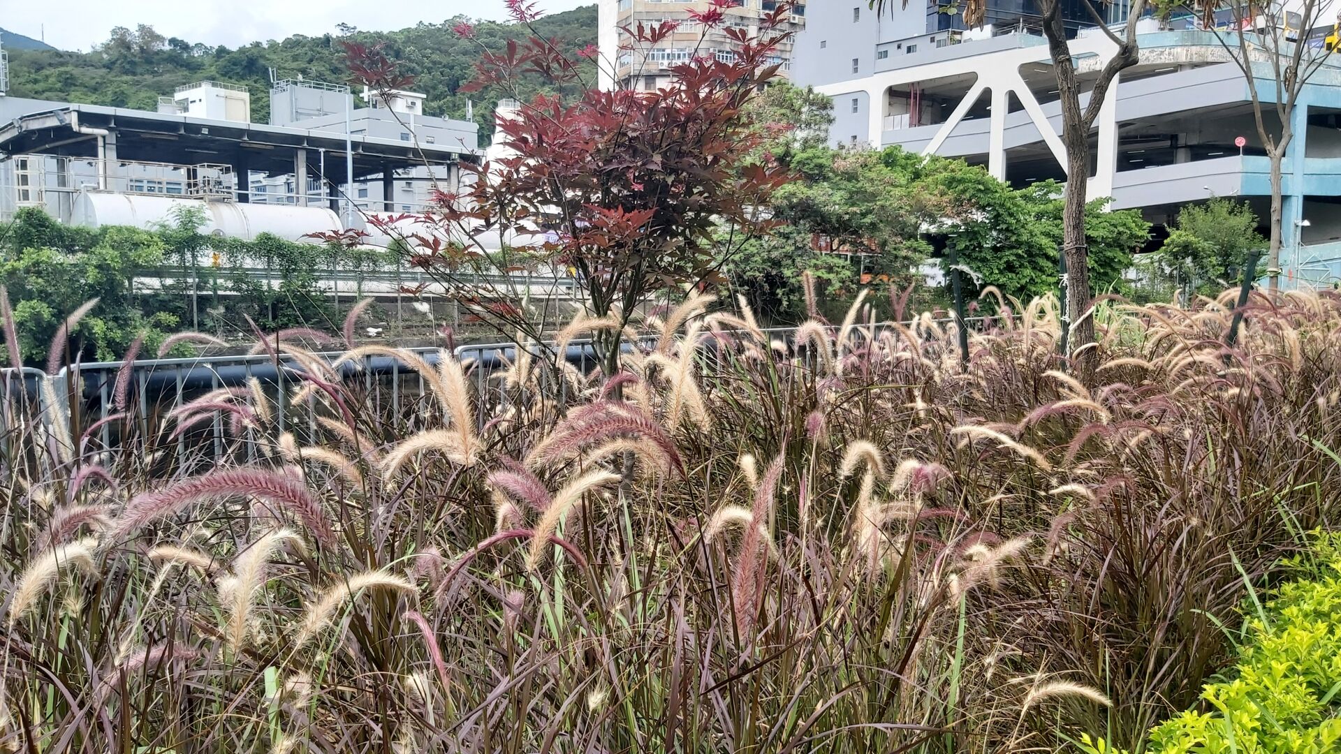 https://www.fa.gov.hk/紫葉狼尾草