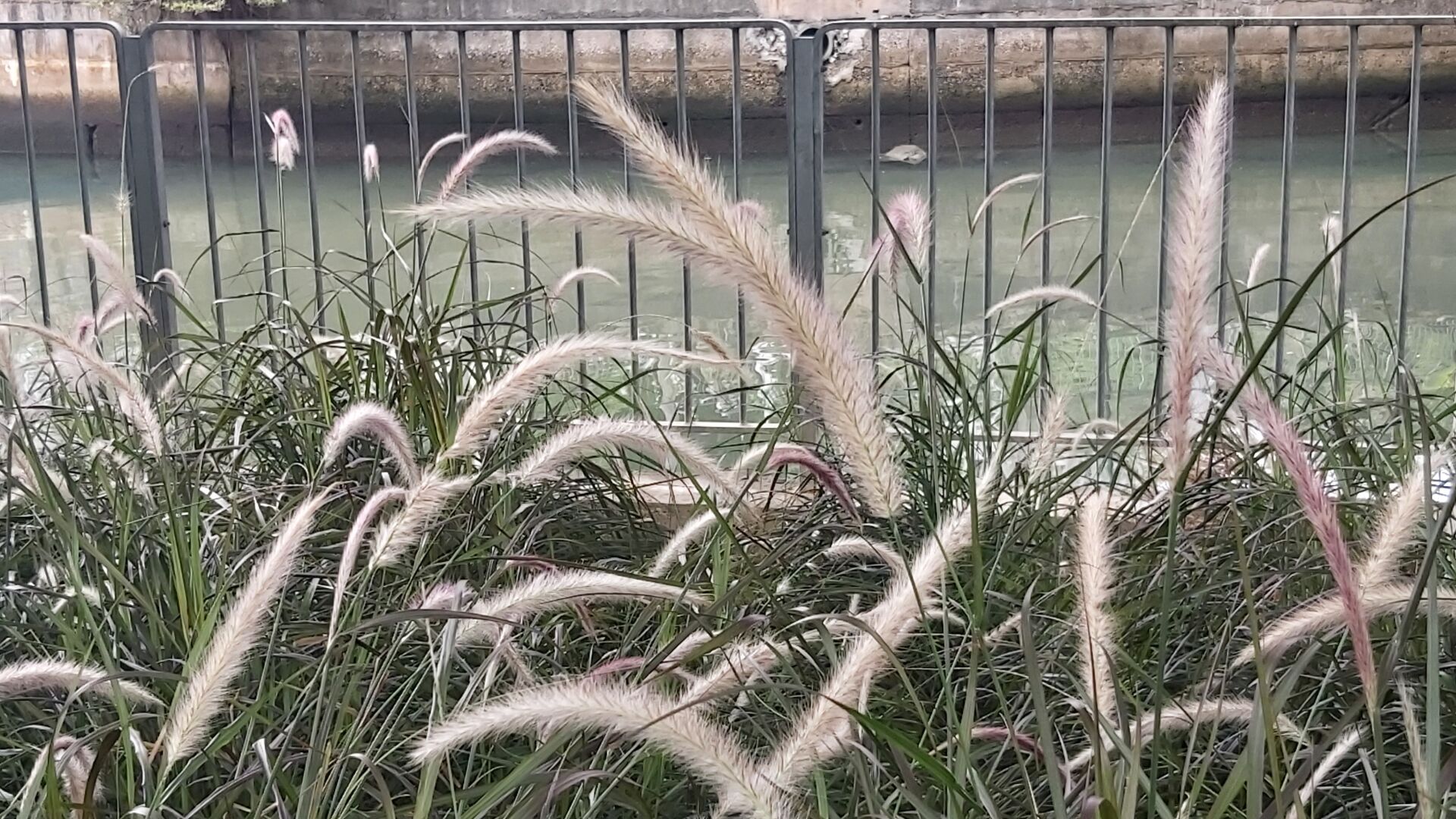 https://www.fa.gov.hk/紫葉狼尾草
