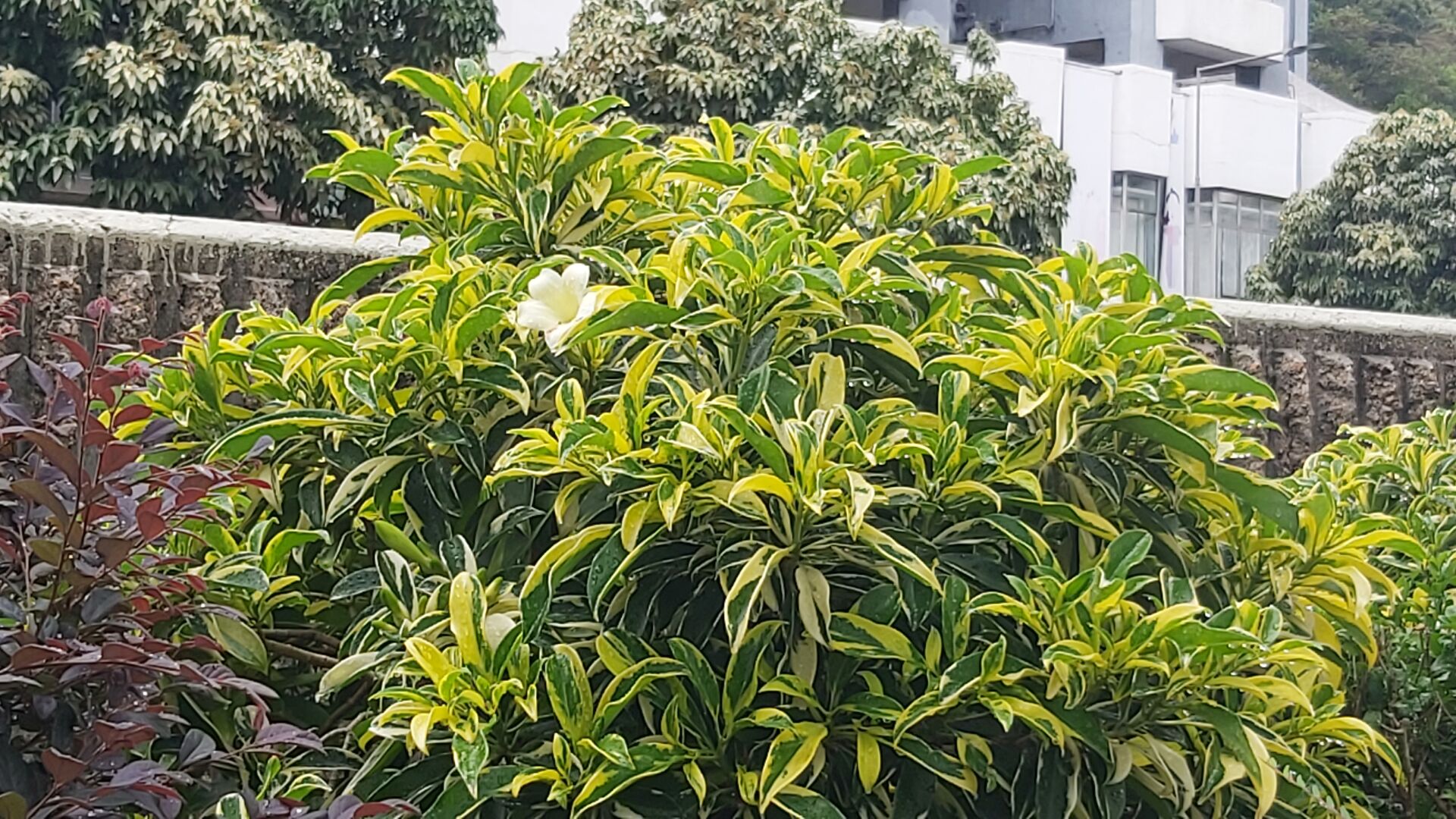 https://www.fa.gov.hk/花葉灰莉