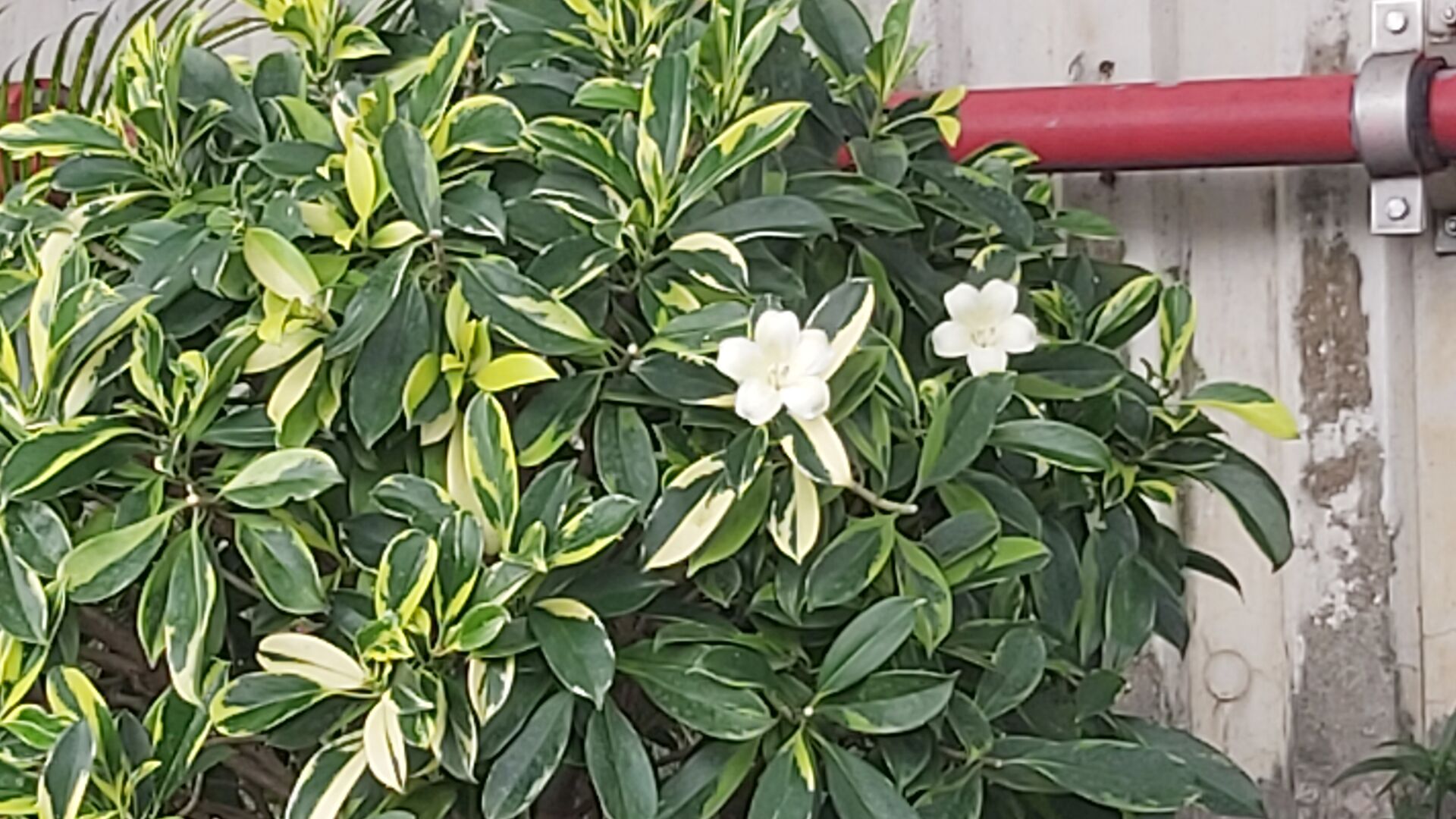 https://www.fa.gov.hk/花葉灰莉