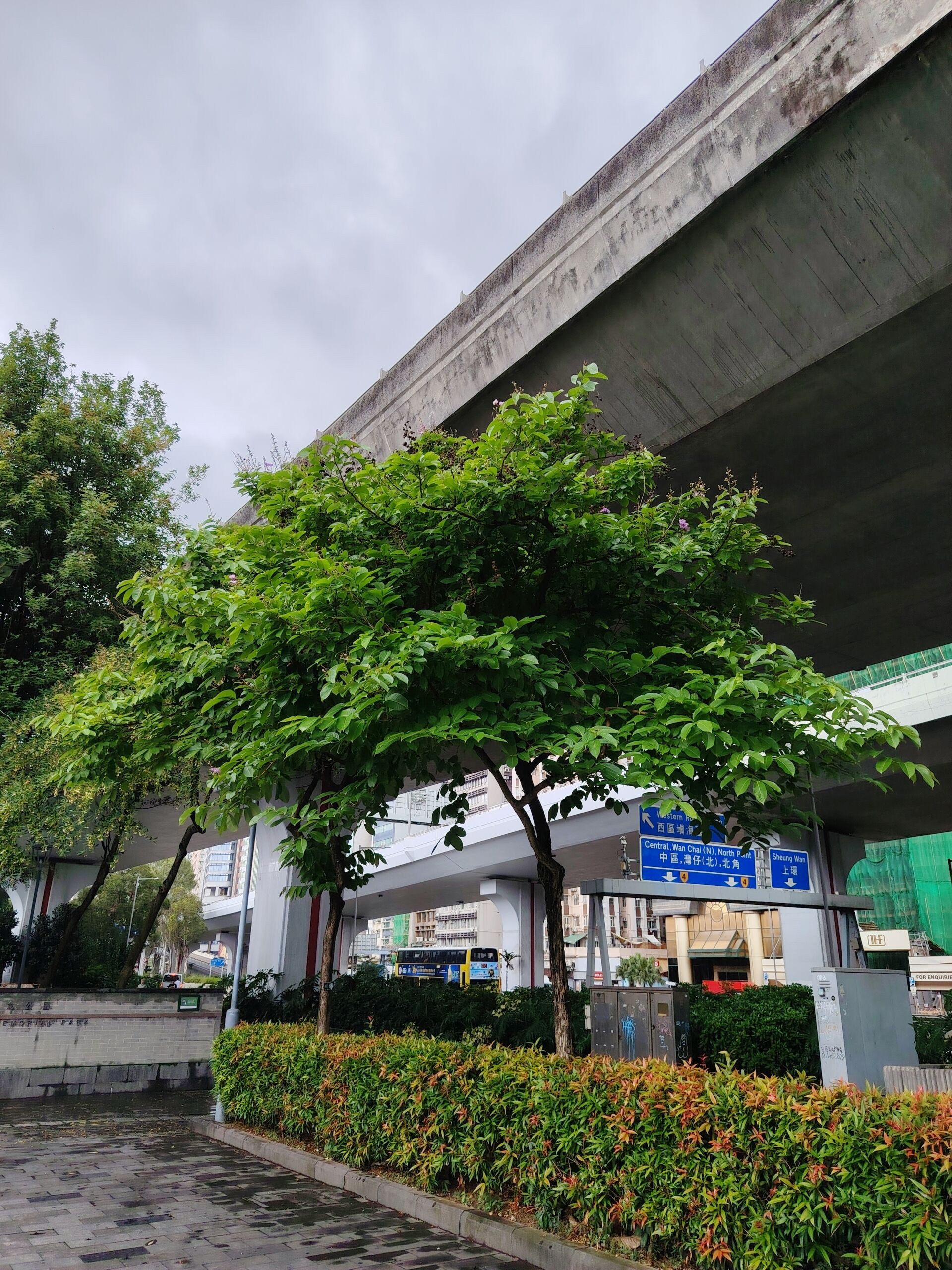 https://www.fa.gov.hk/大花紫薇
