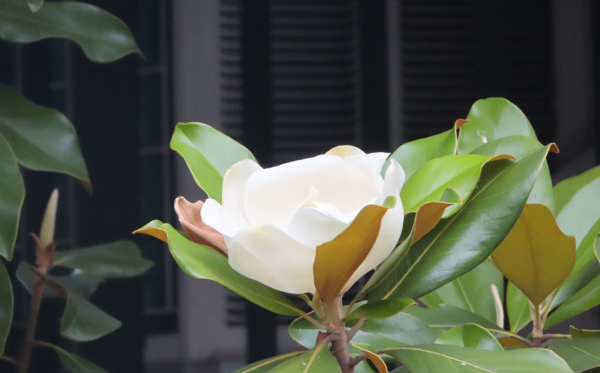 https://www.fa.gov.hk/荷花玉蘭