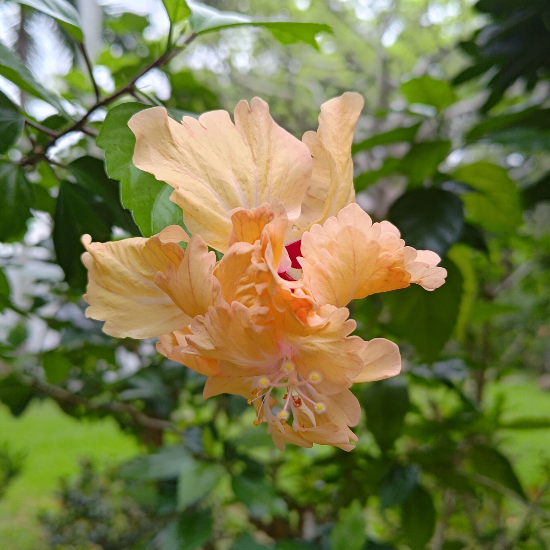 https://www.fa.gov.hk/重瓣朱槿/大紅花